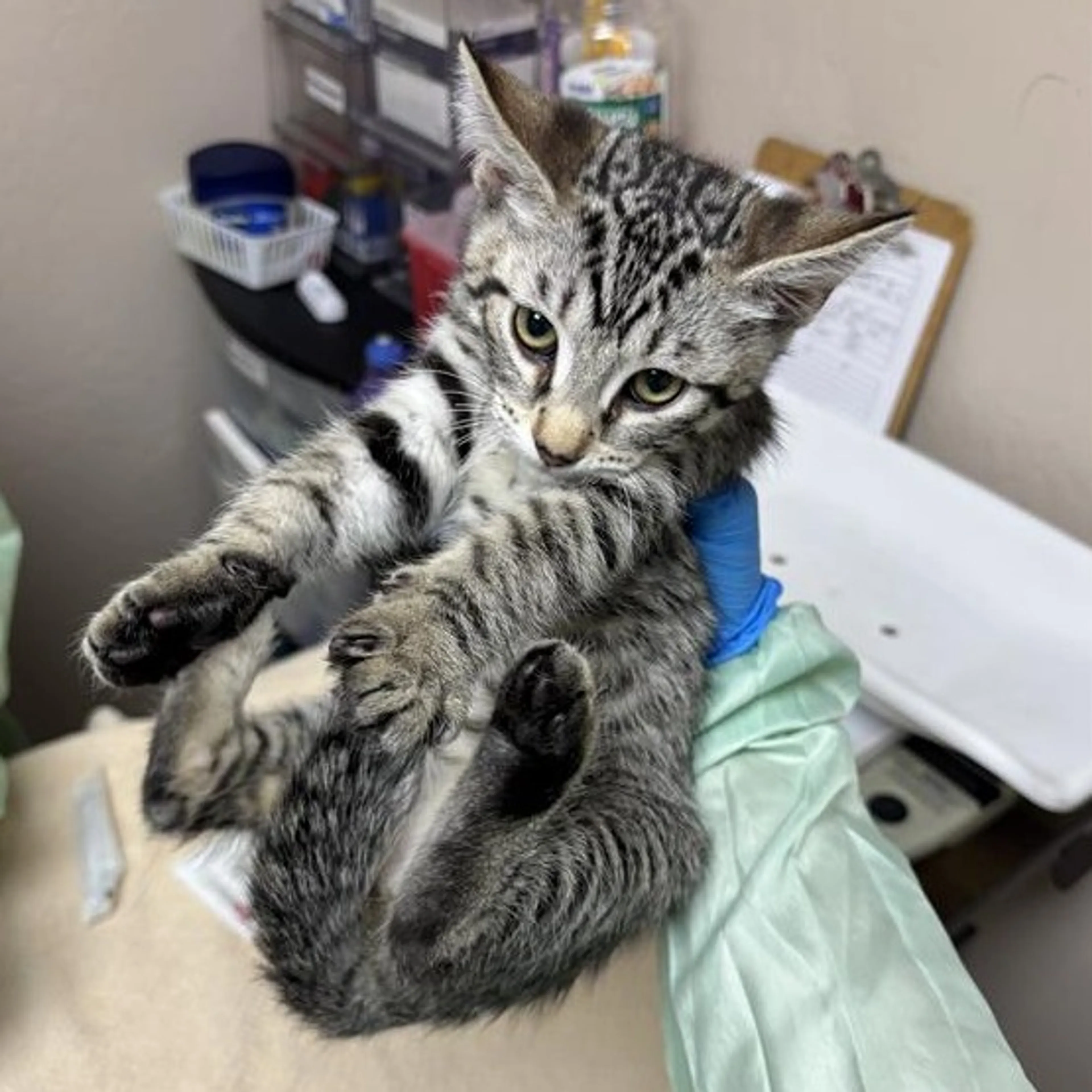 Found pet-1