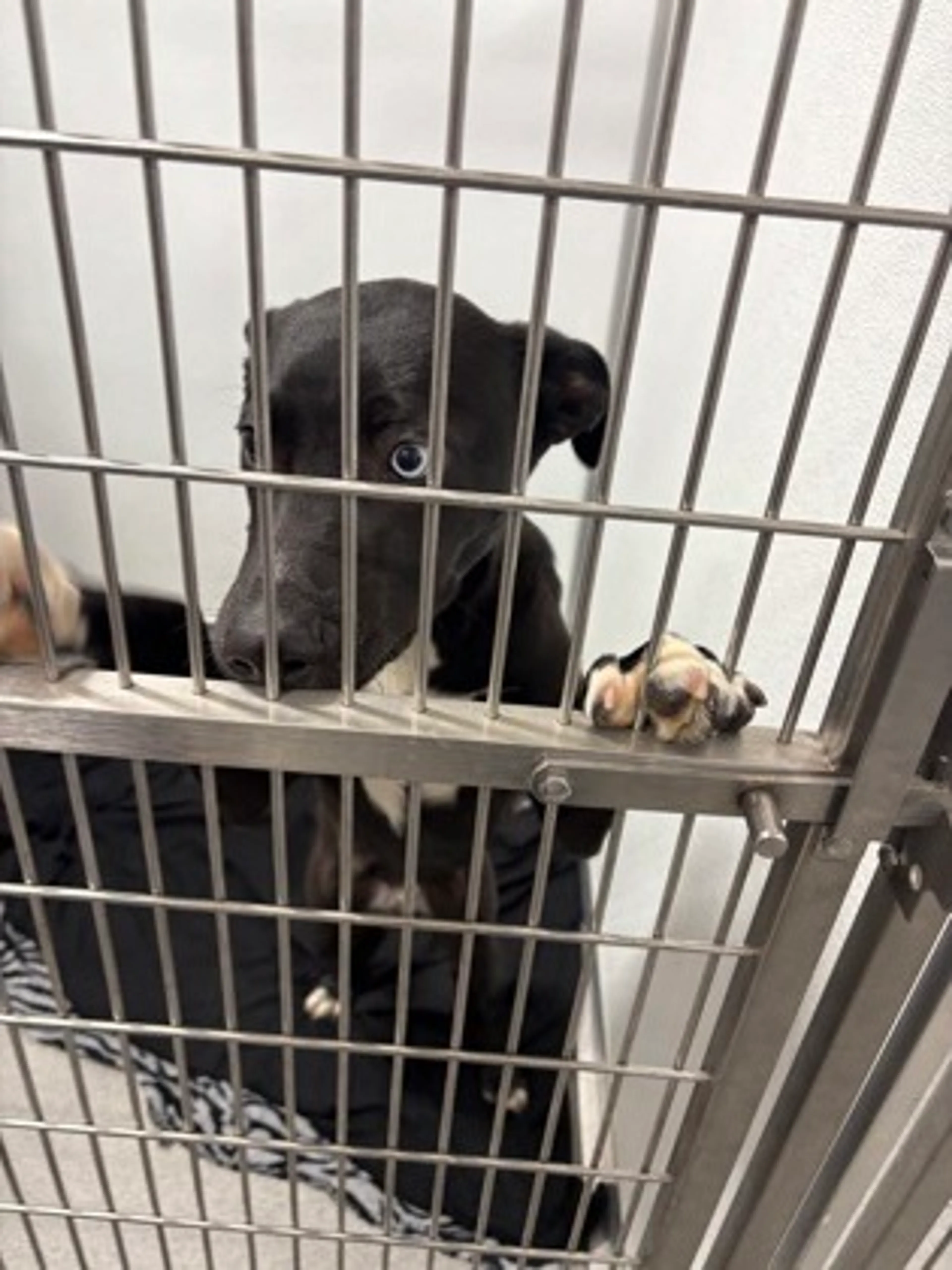 Found pet