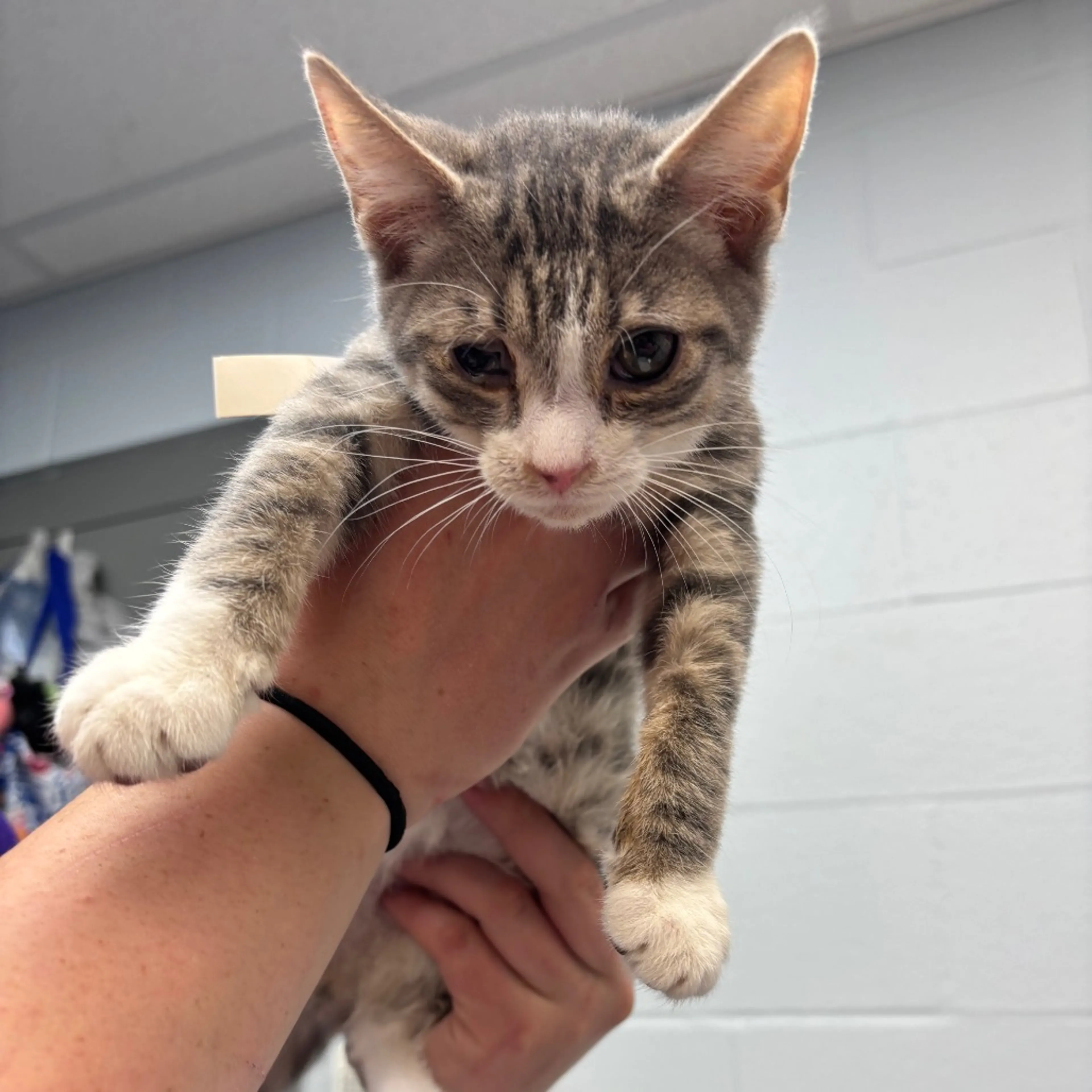 Found pet