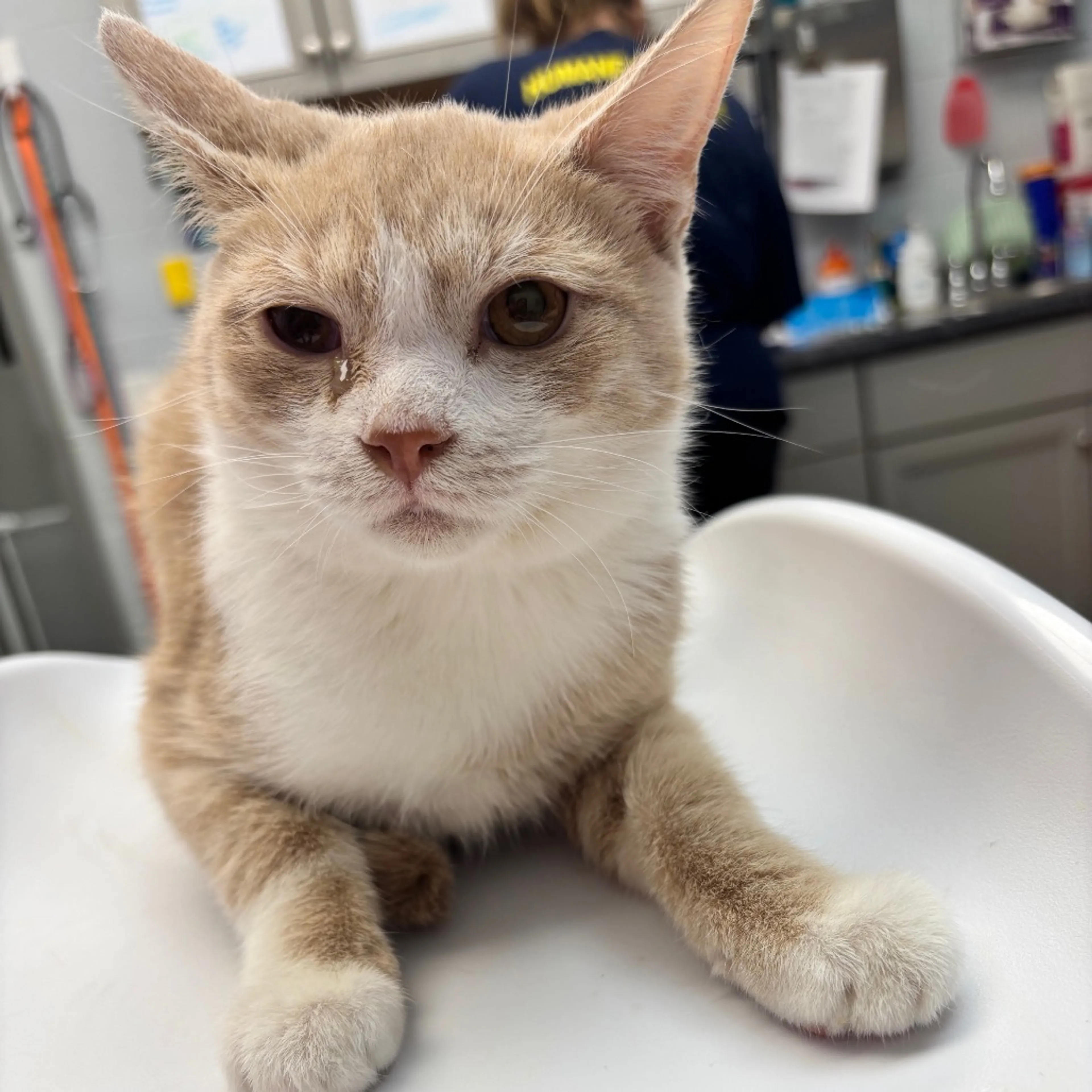 Found pet