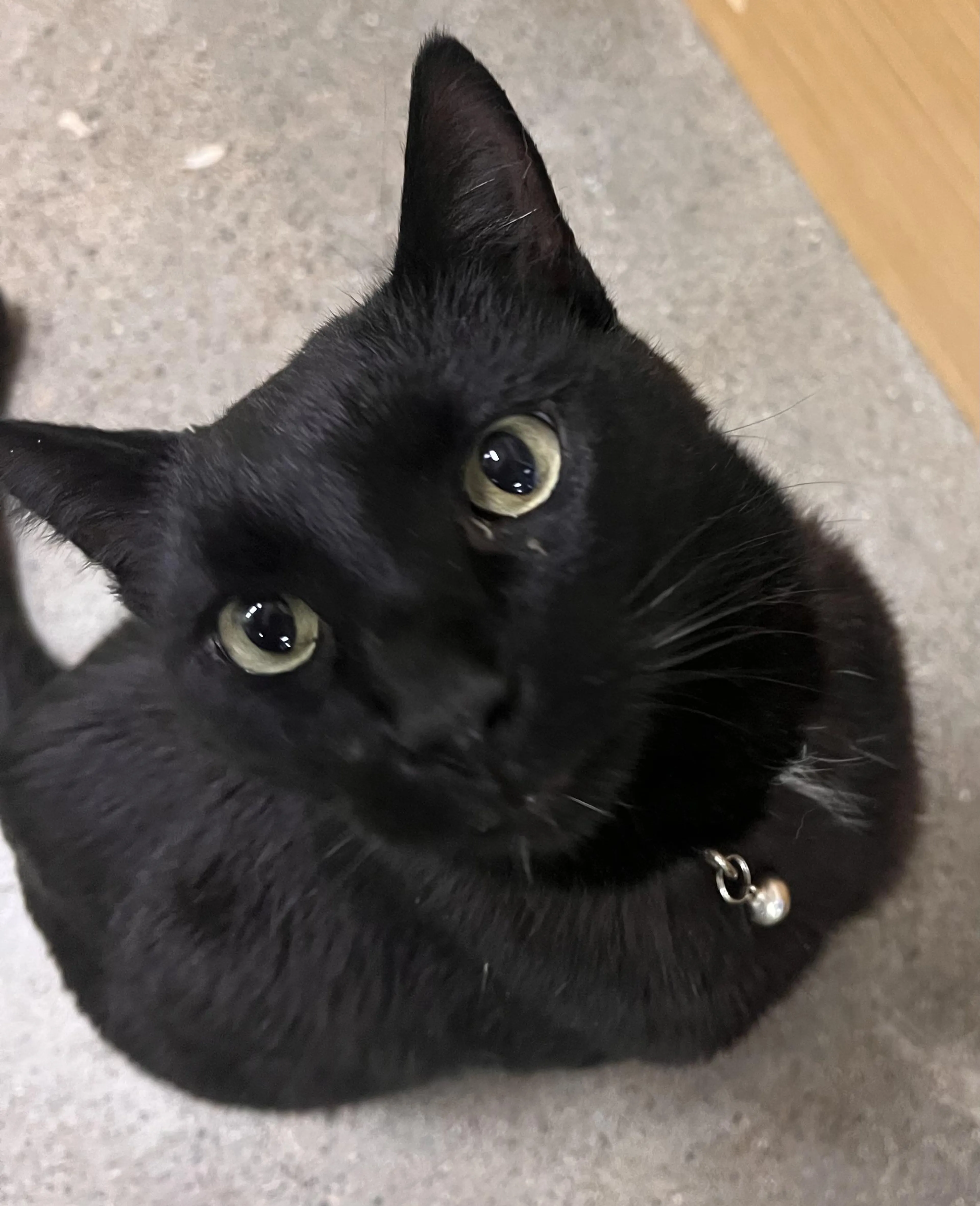 Found pet-1