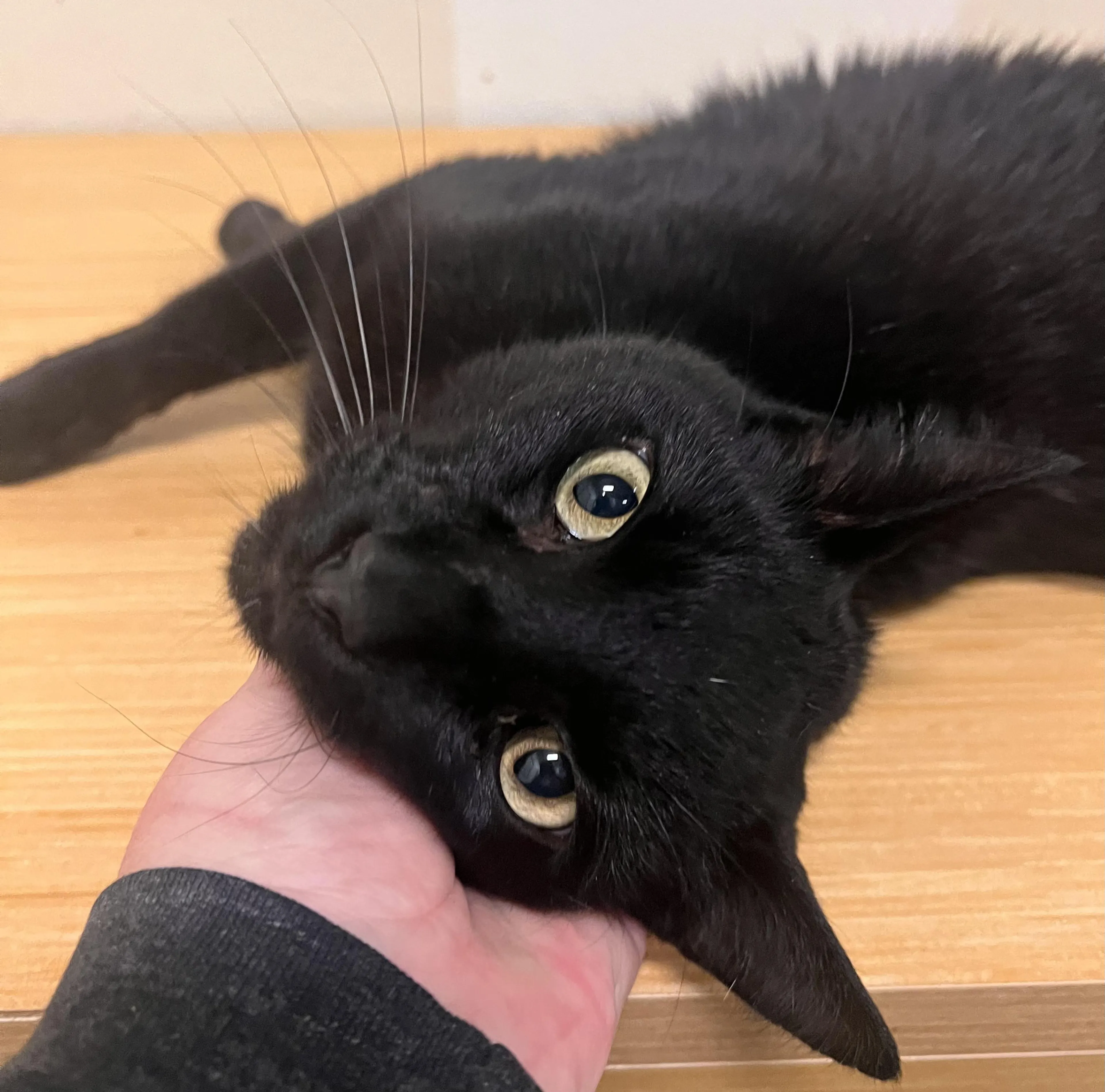Found pet-2