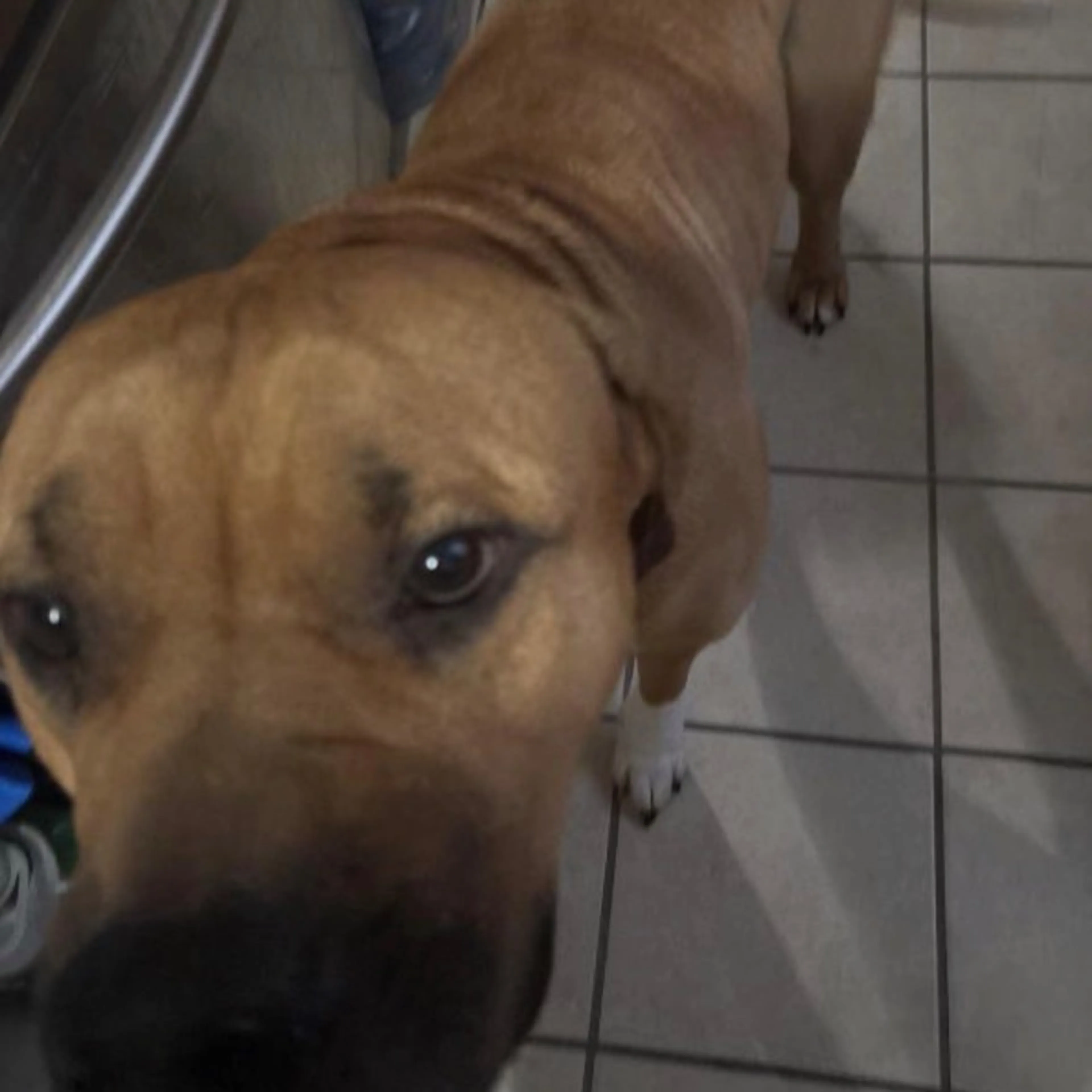 Lost pet