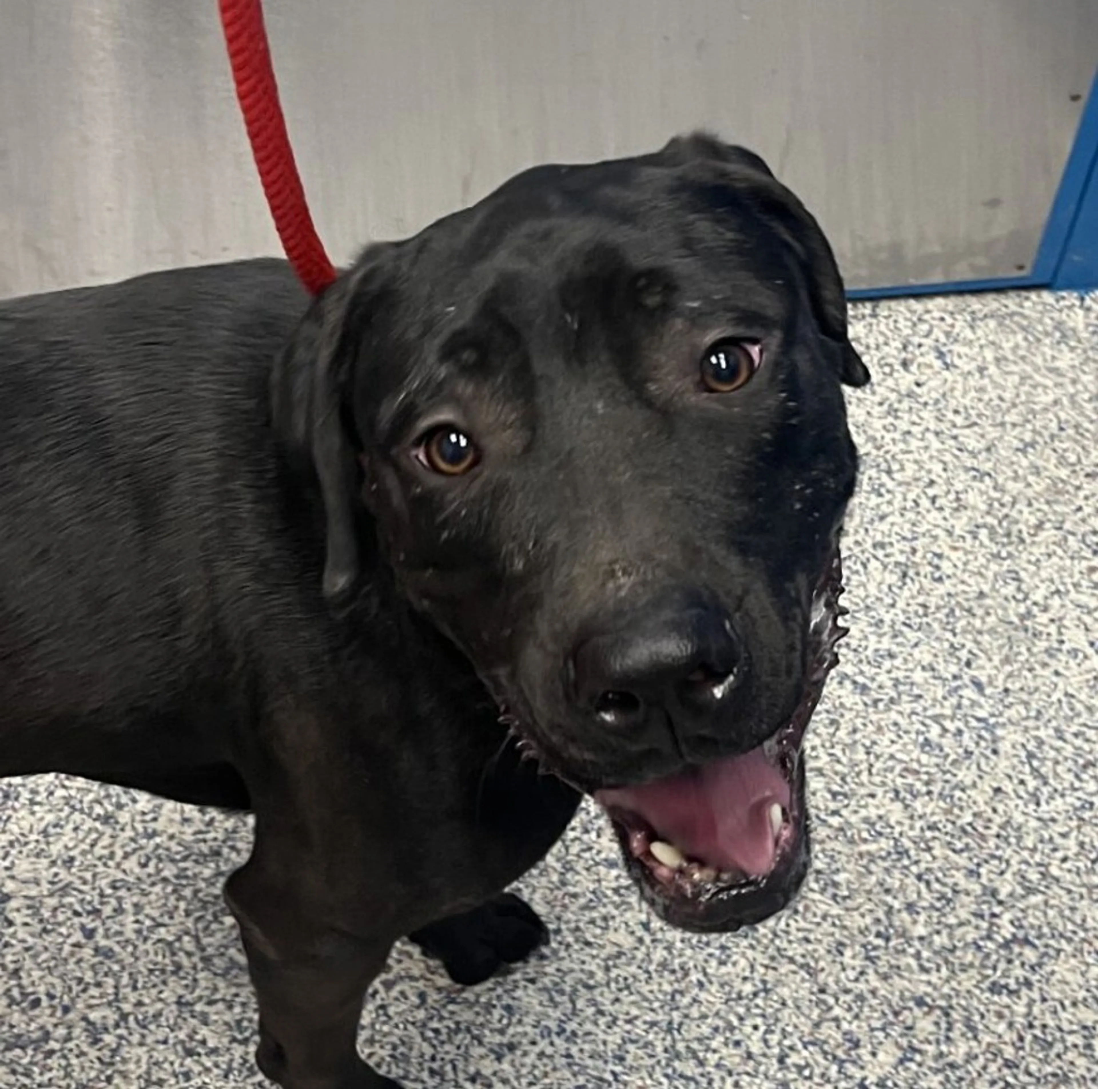 Found pet-1