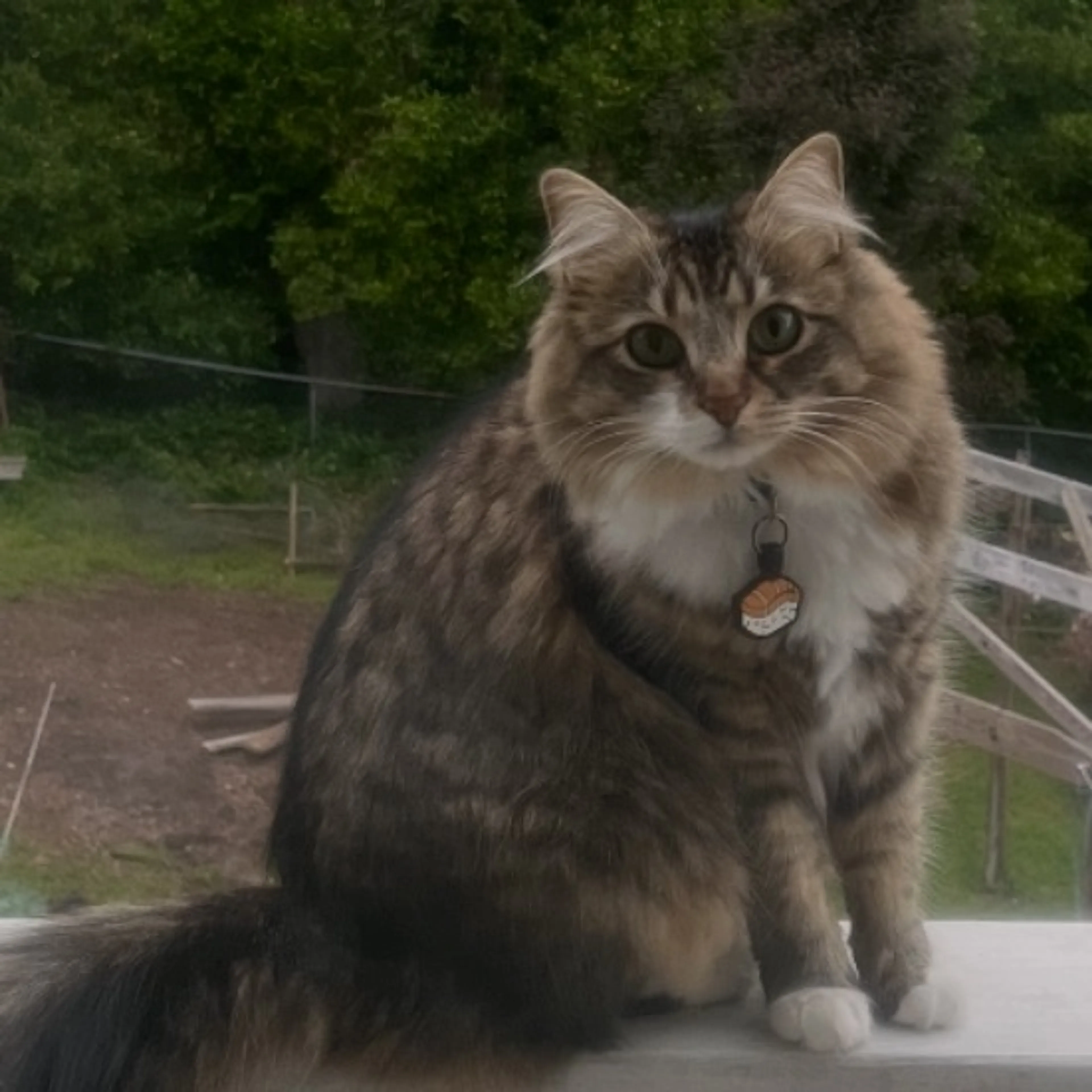 Lost pet-0