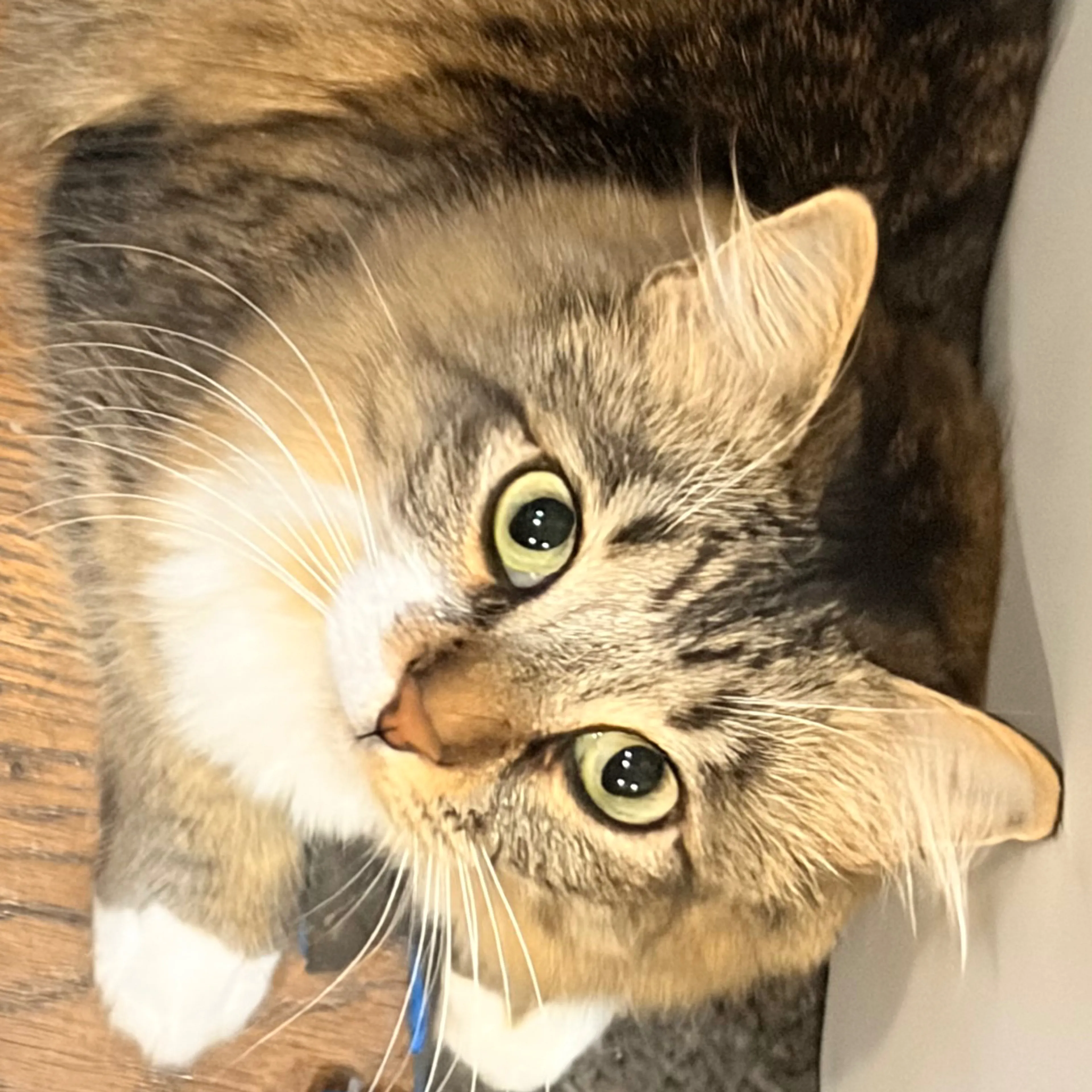 Lost pet-2