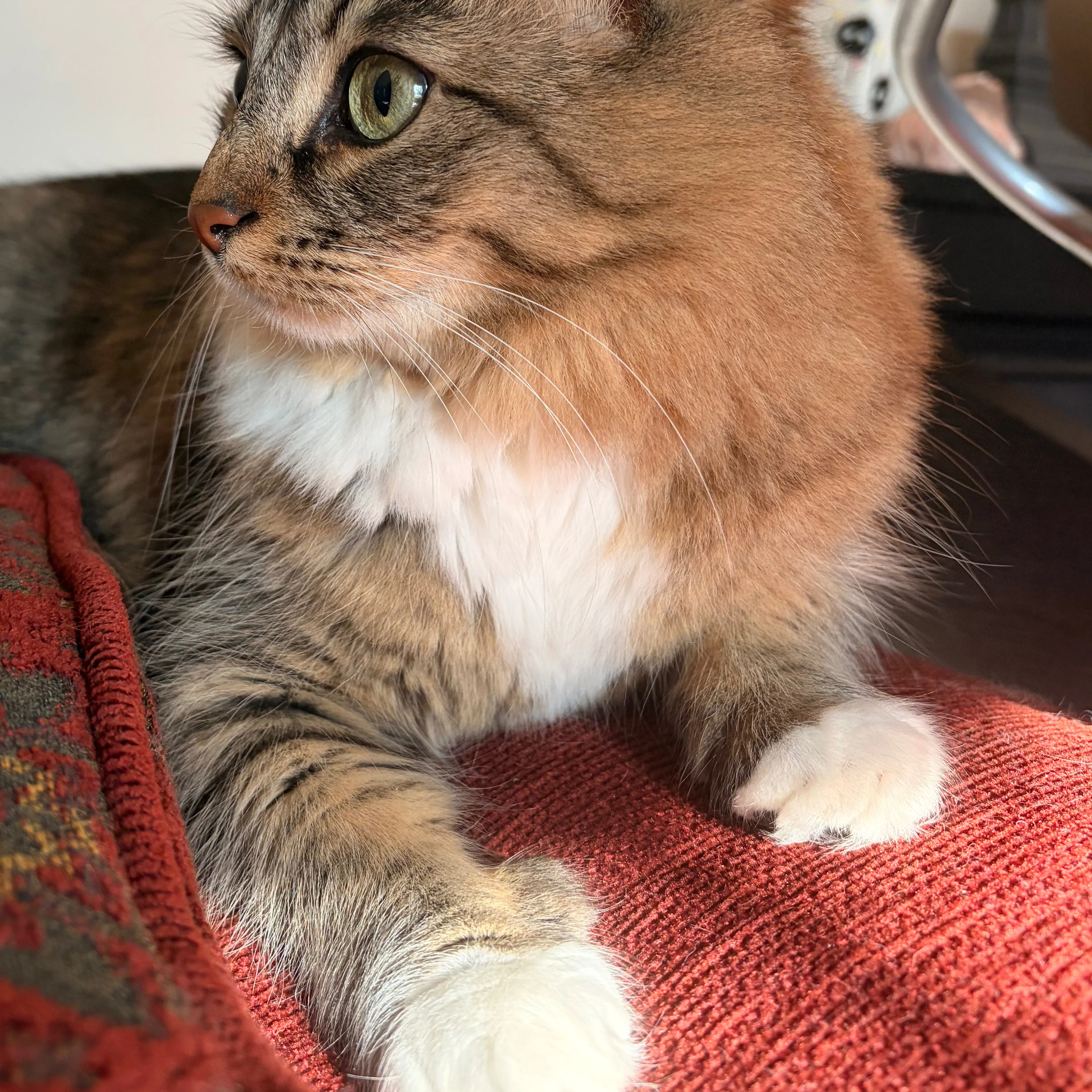 Lost pet-3