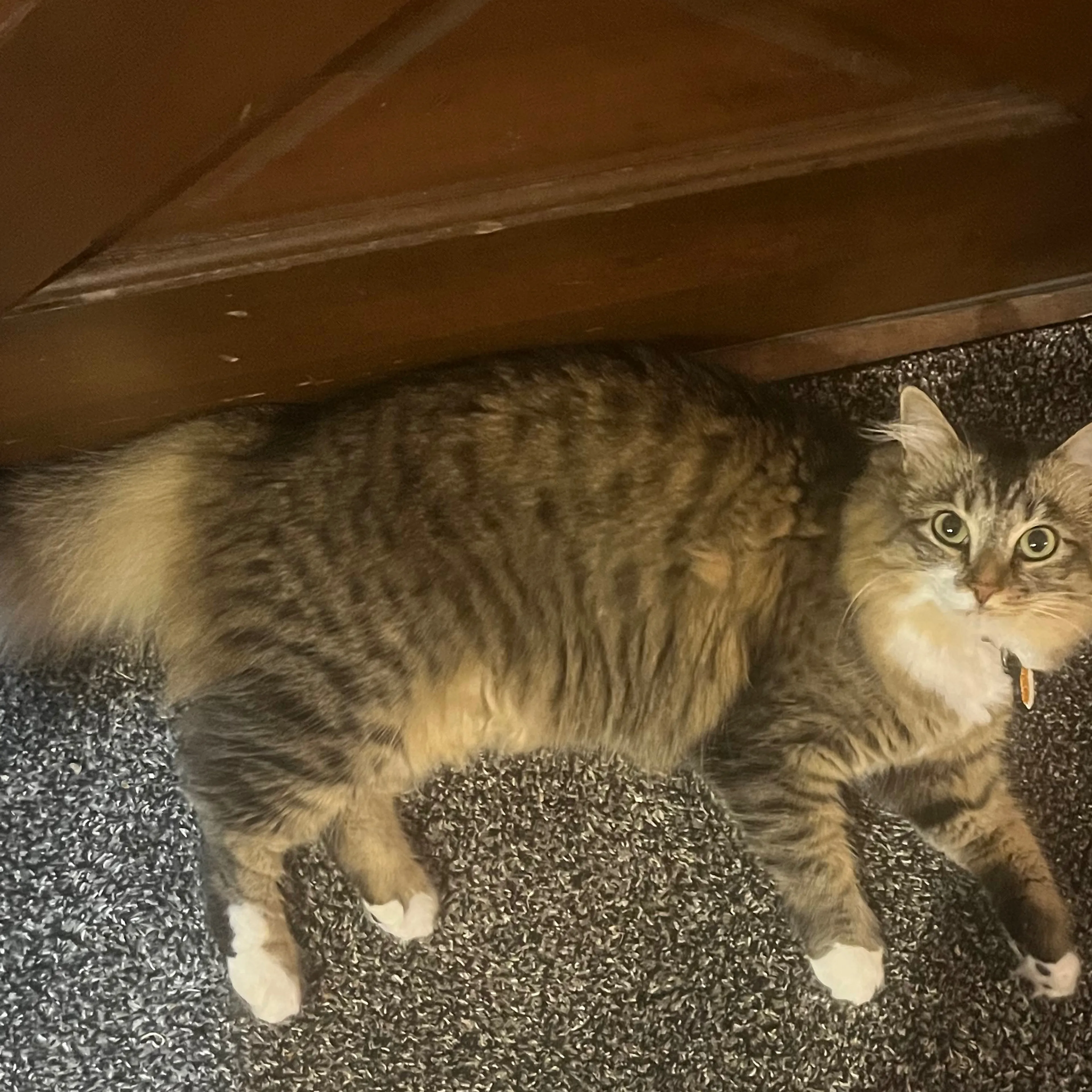 Lost pet-1