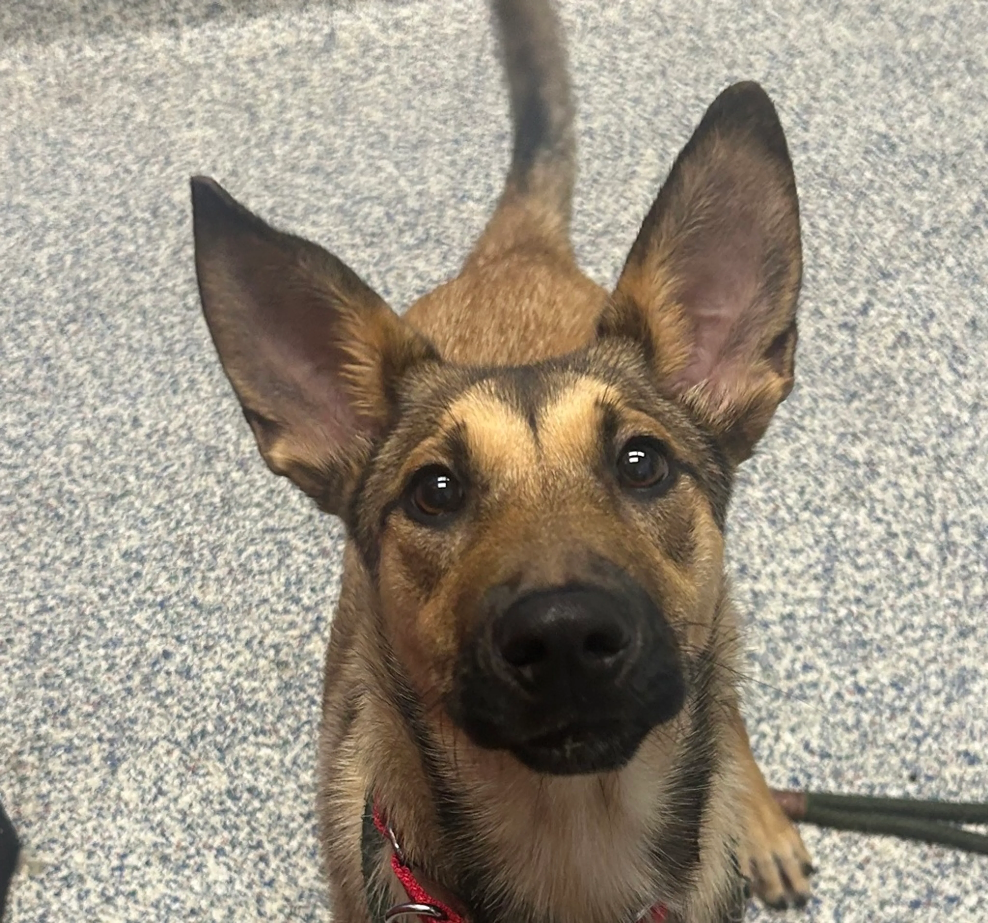 Found pet