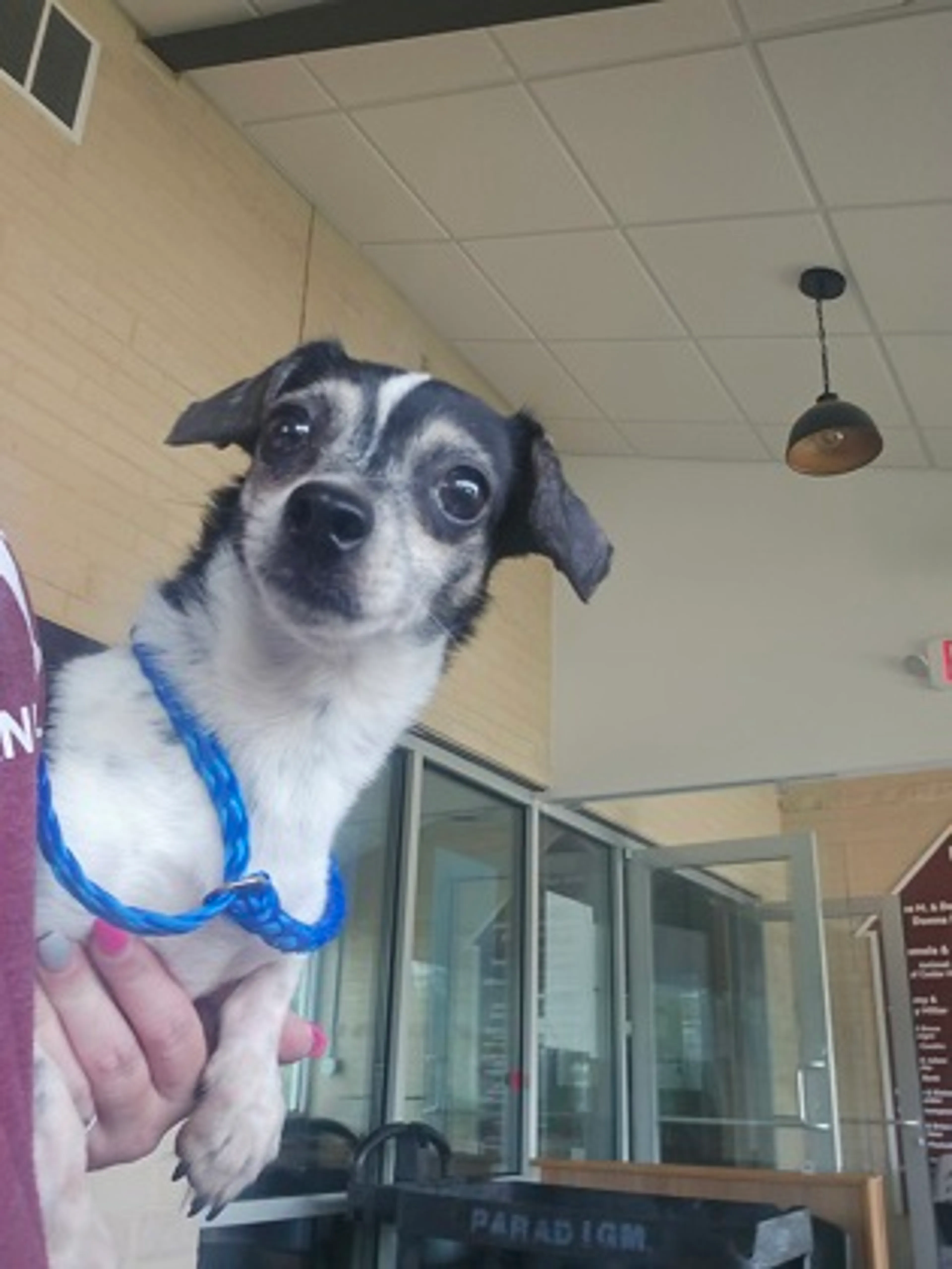 Found pet