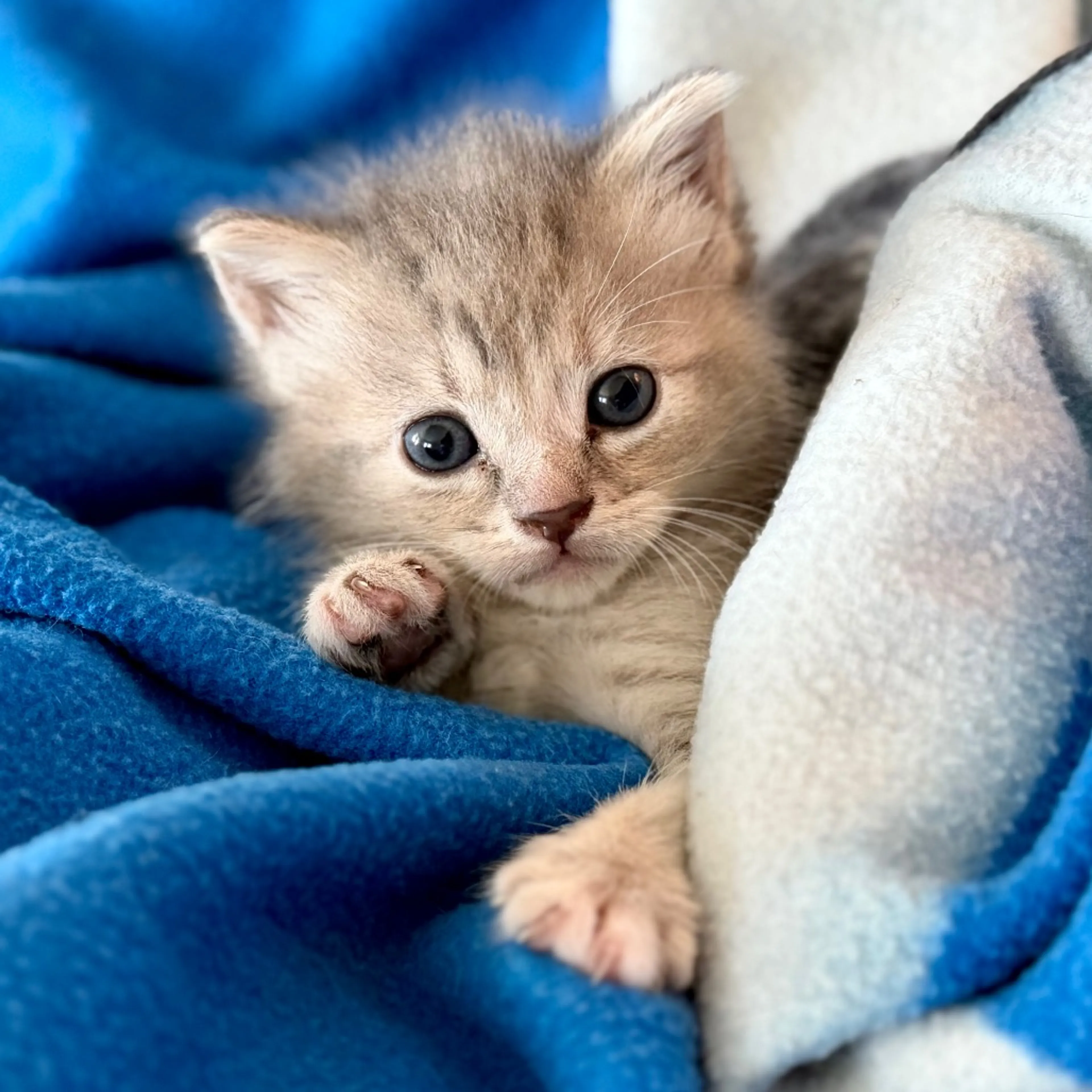 Found pet-0