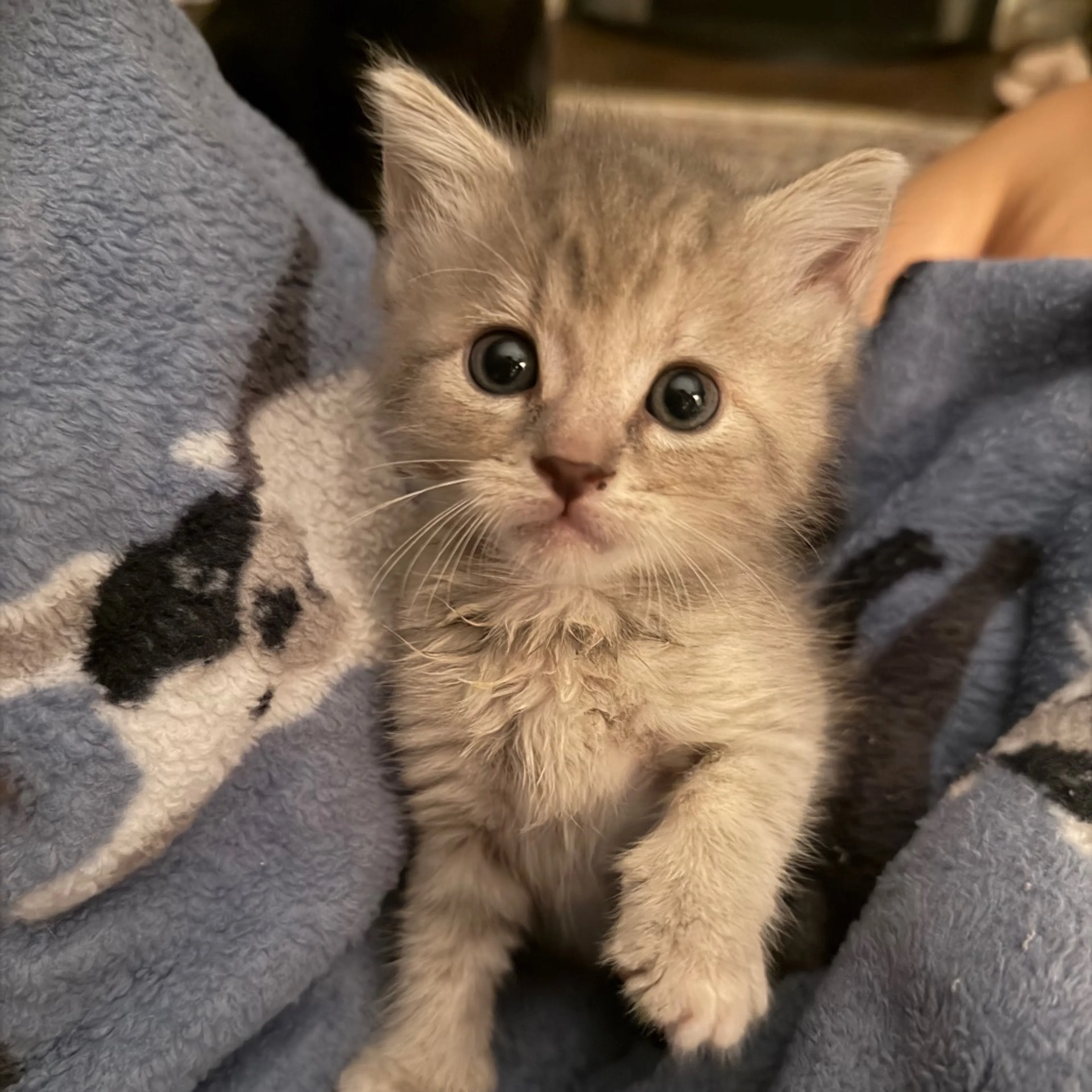 Found pet-1