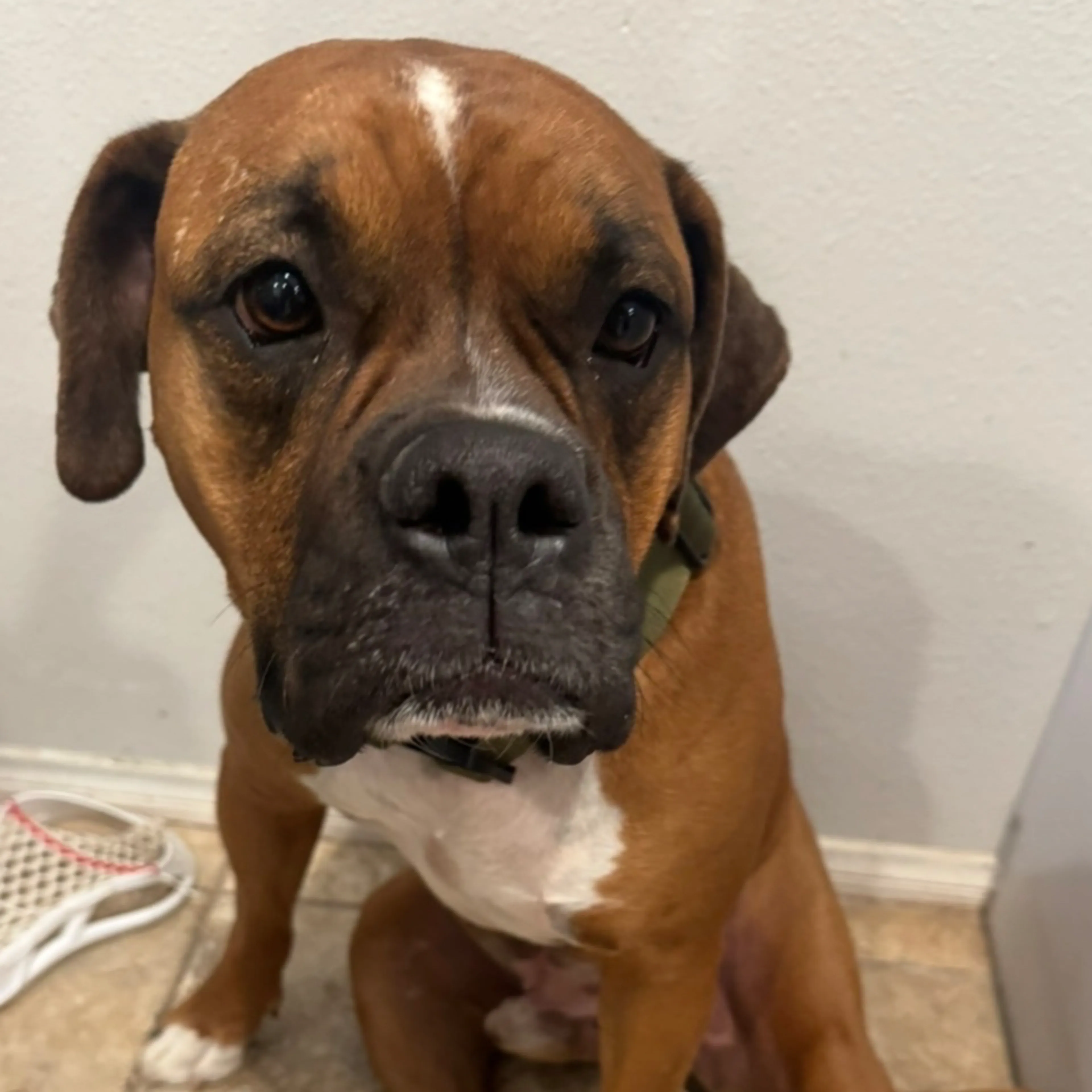 Lost pet-1