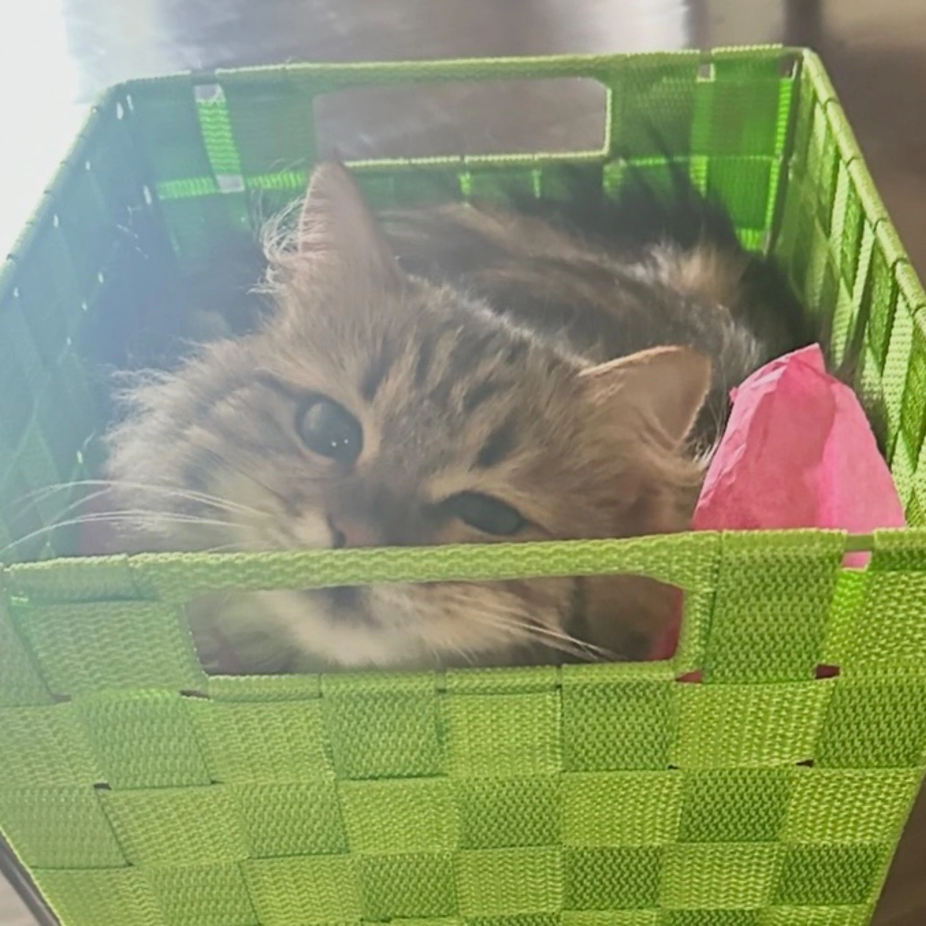 Lost pet