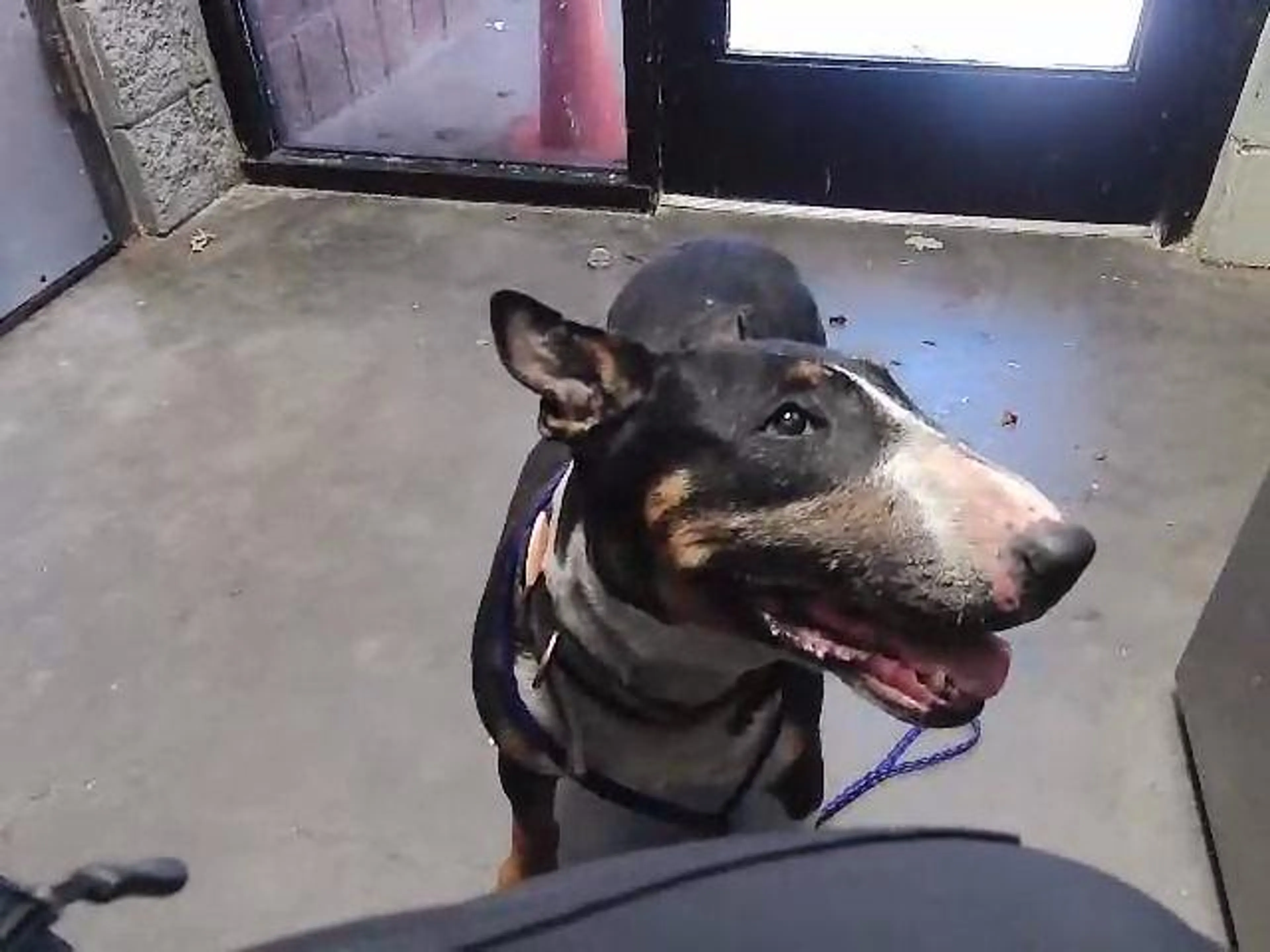 Found pet