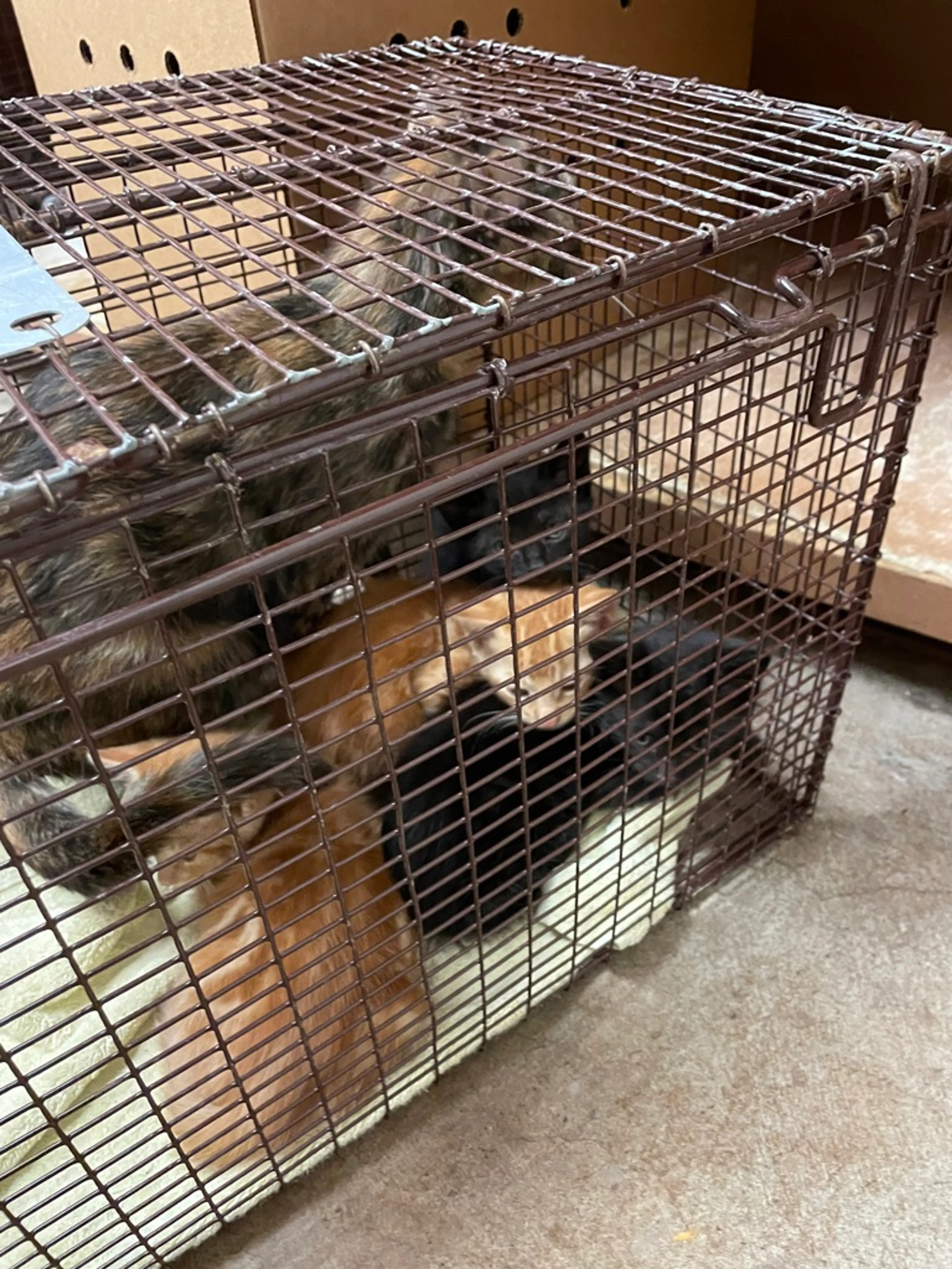 Found pet