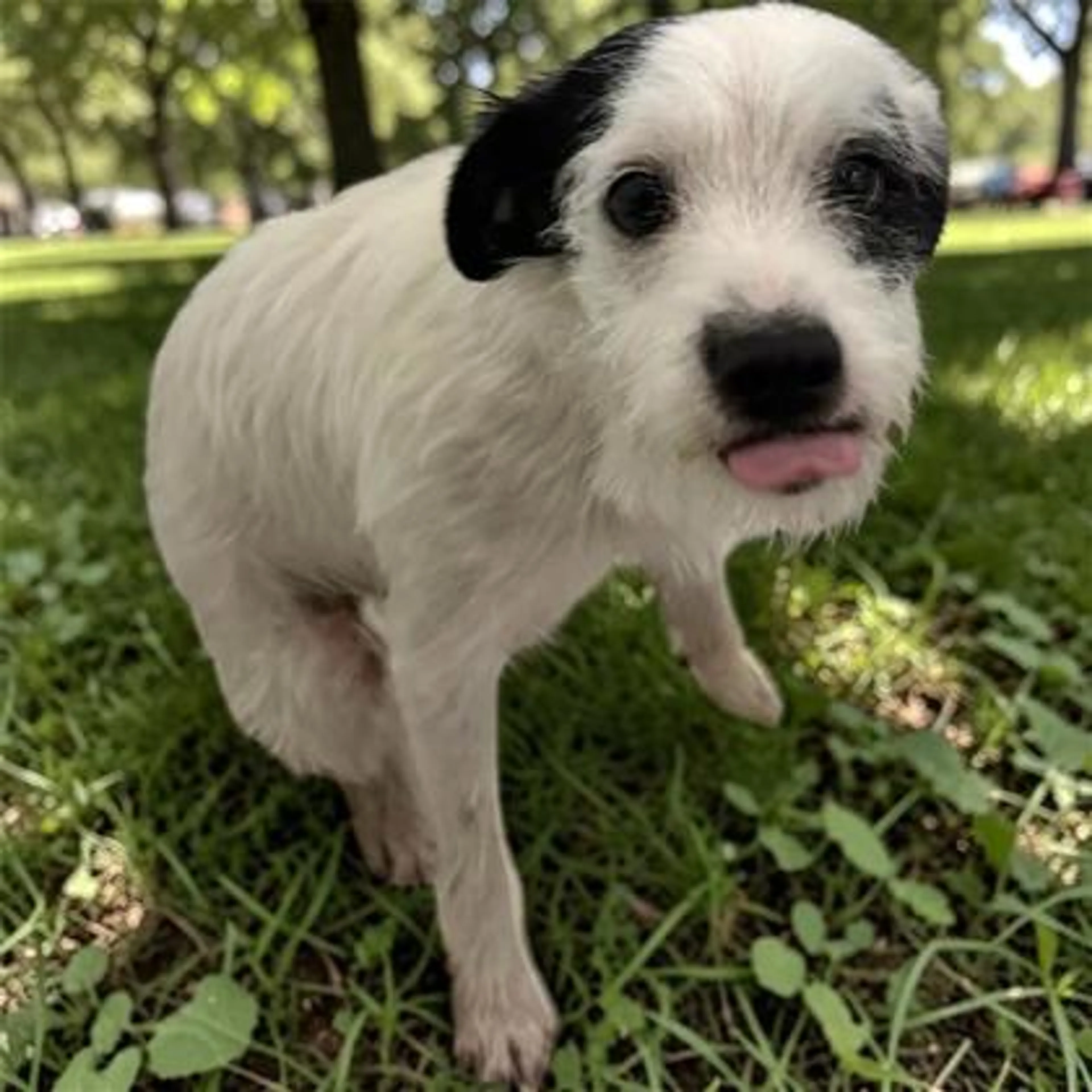 Found pet