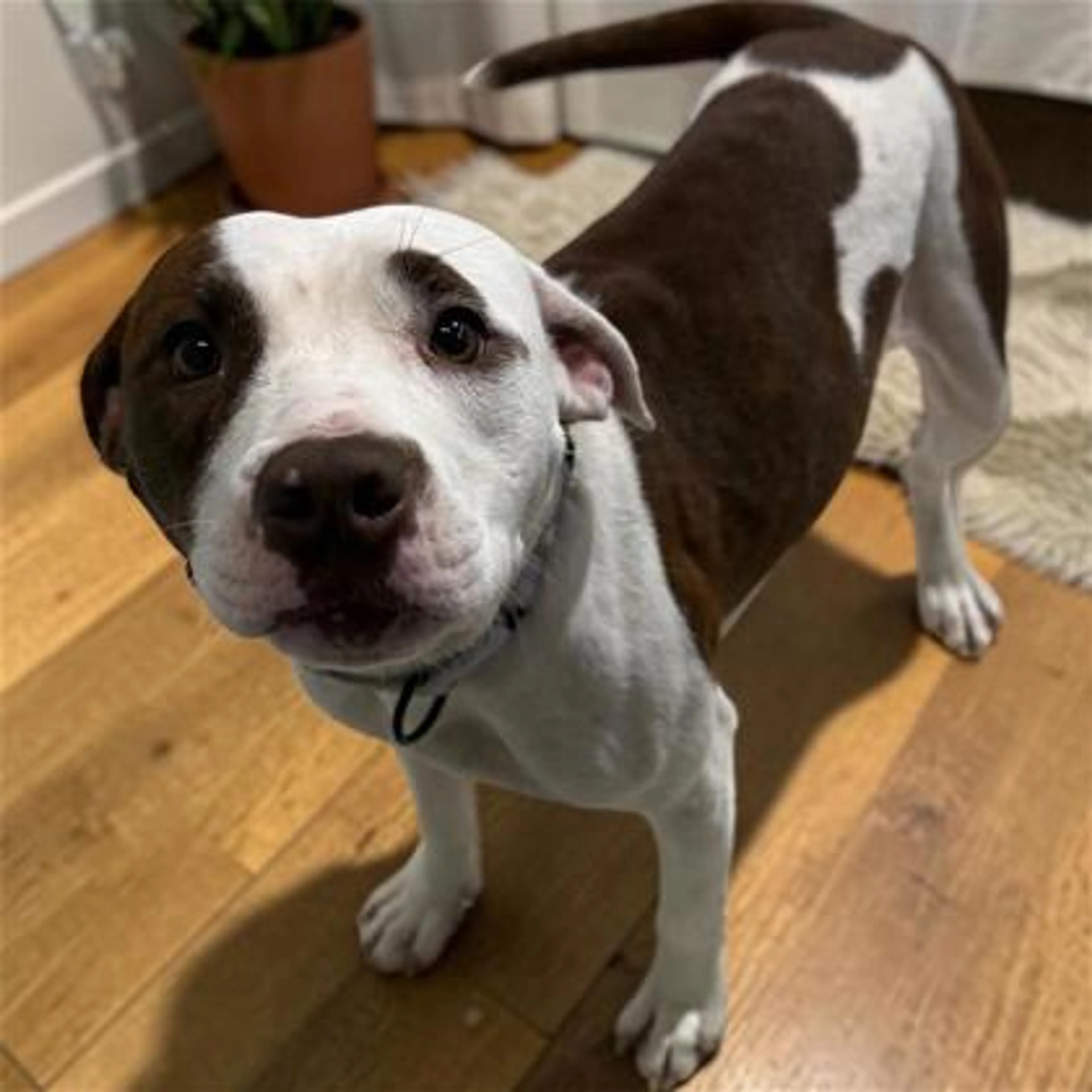 Found pet