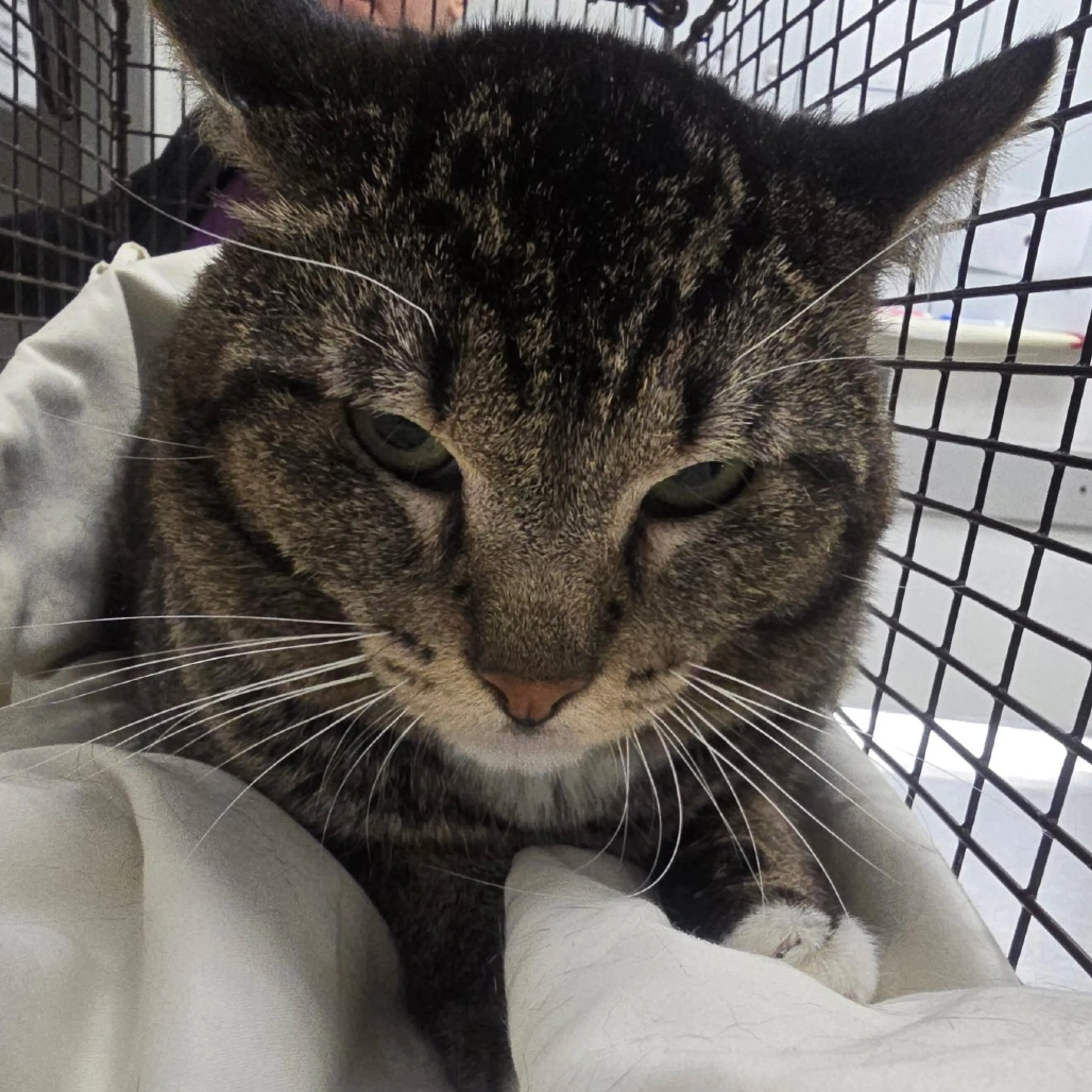 Found pet