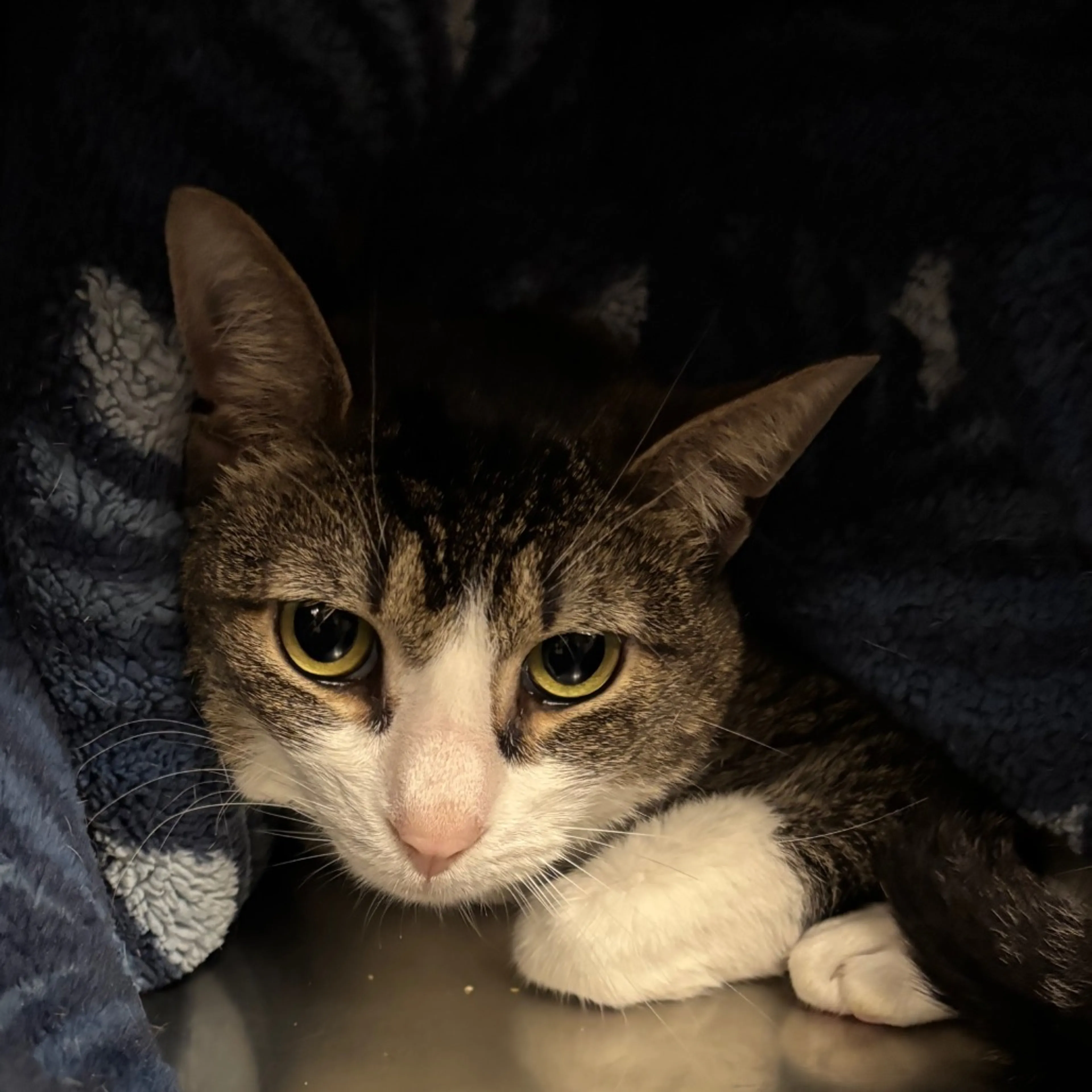 Found pet-4