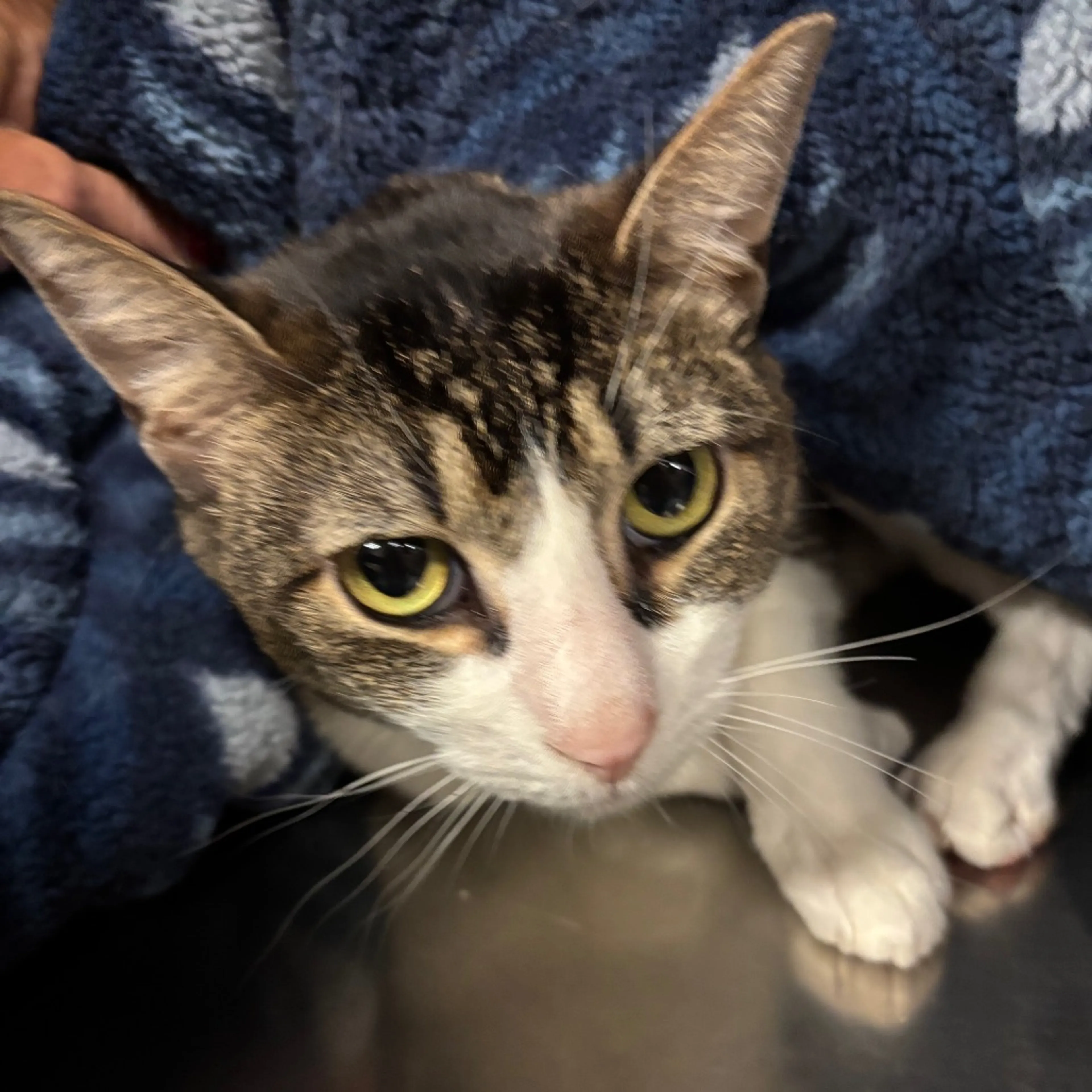 Found pet-2