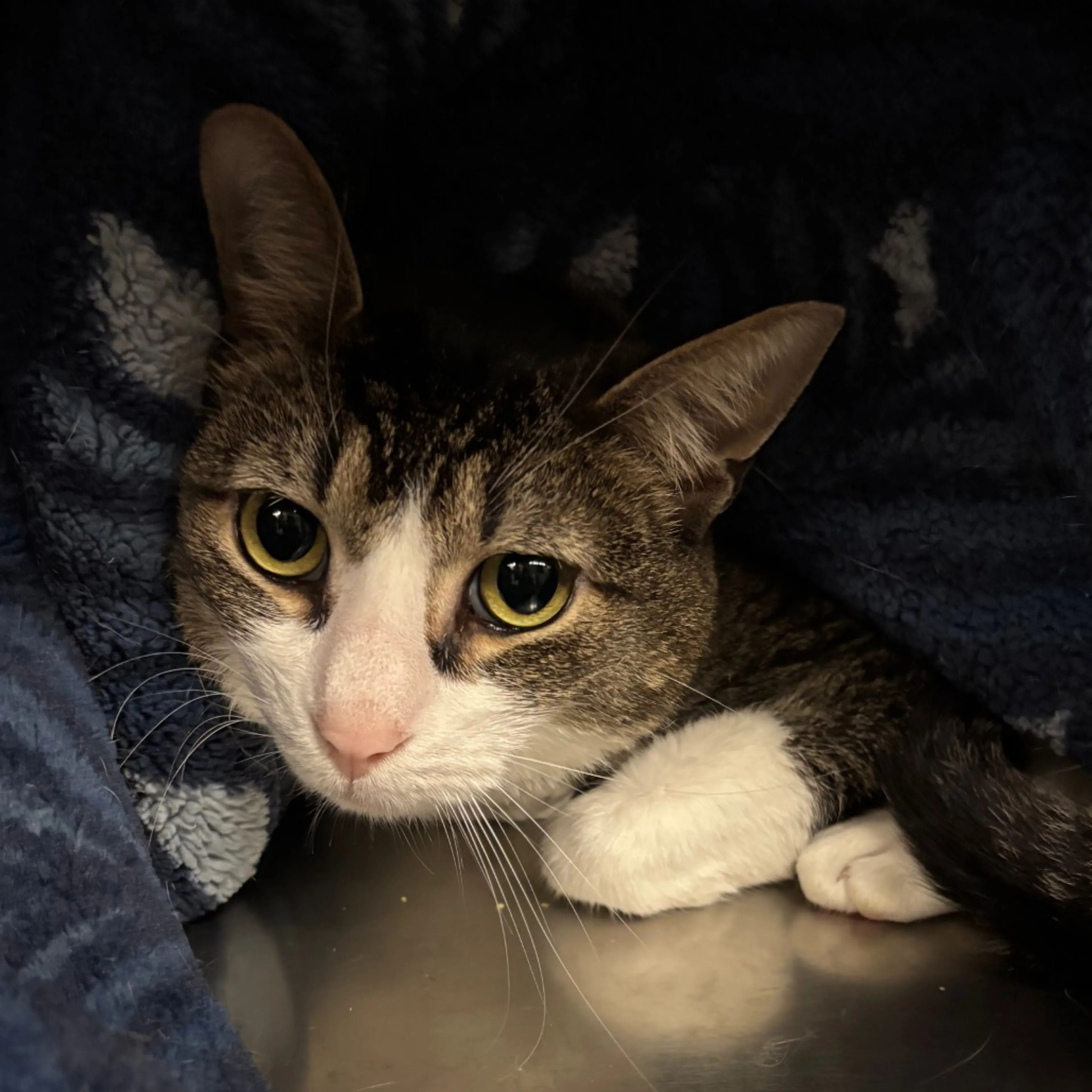 Found pet-0