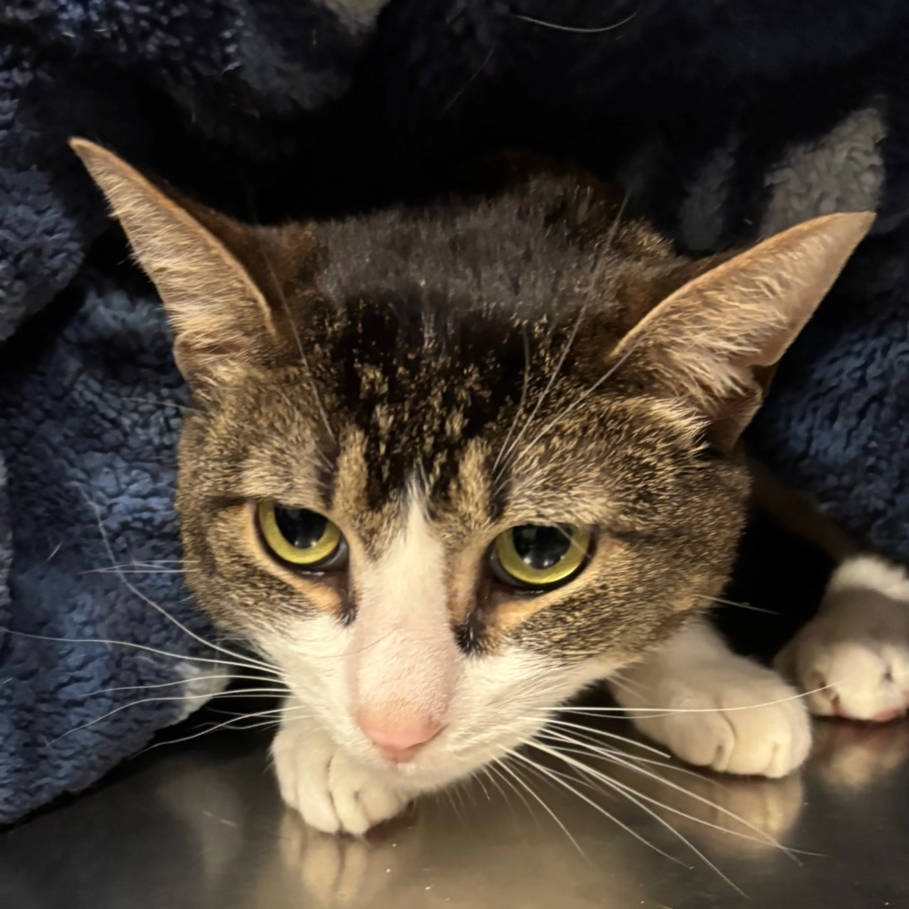 Found pet-3