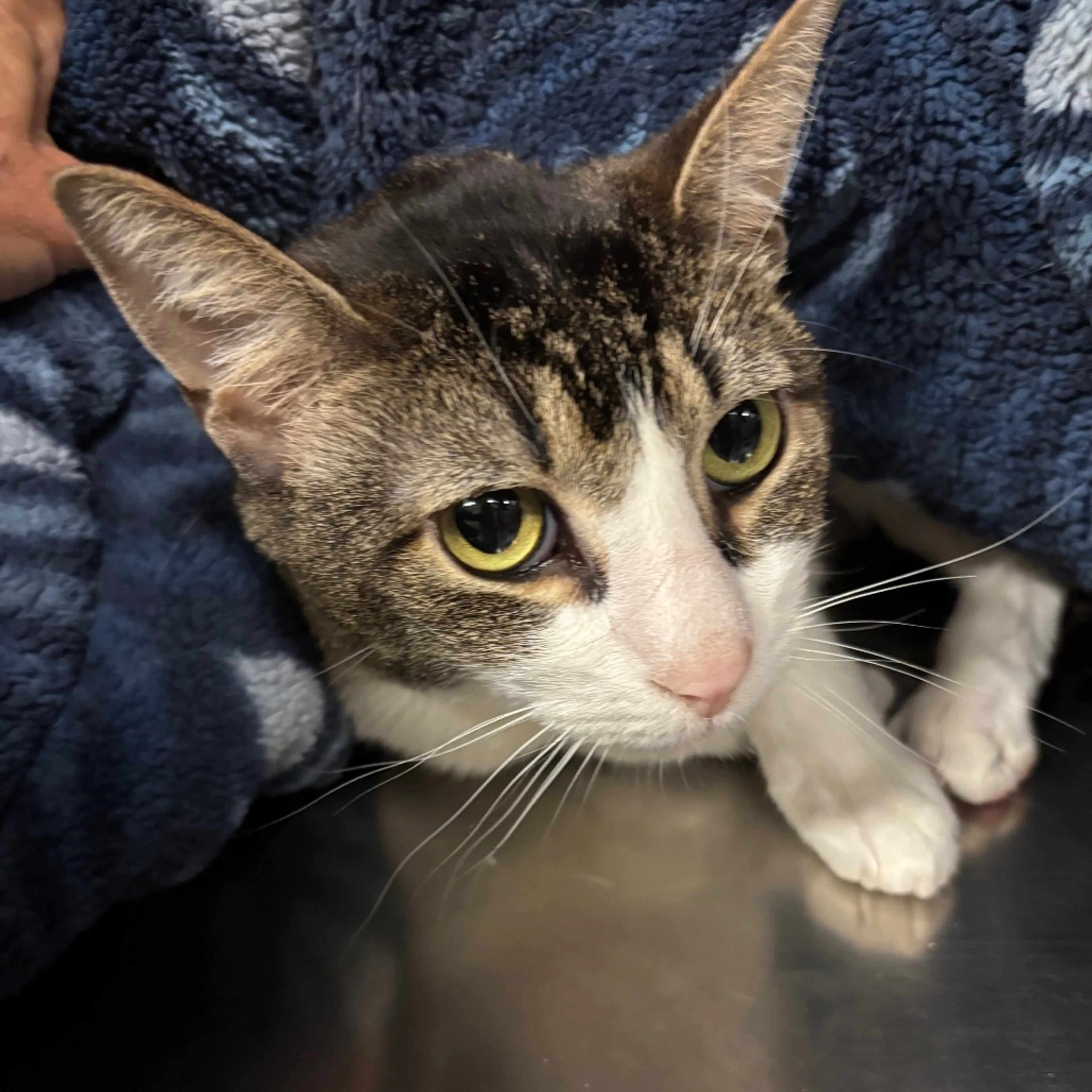 Found pet-1