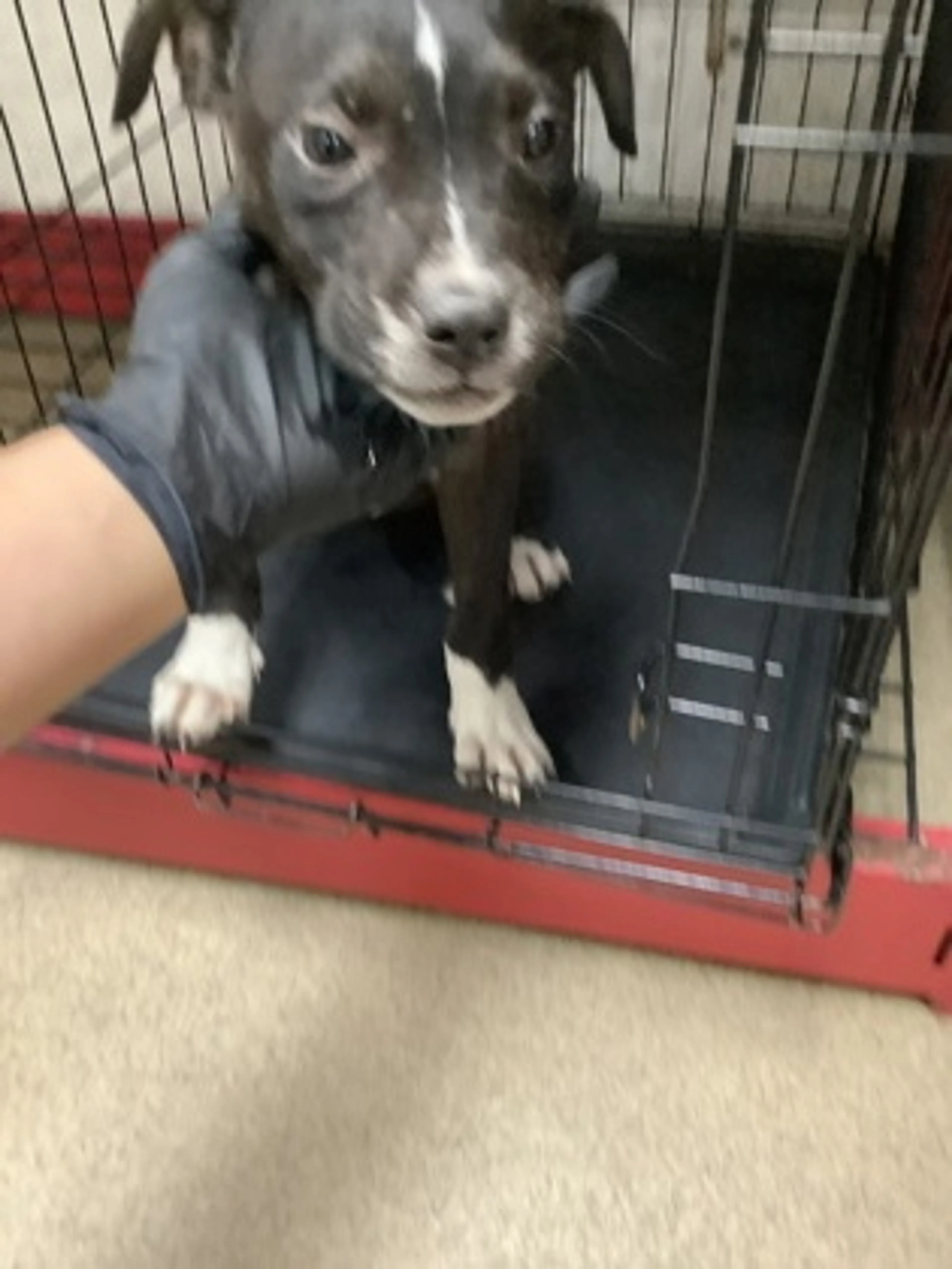Found pet
