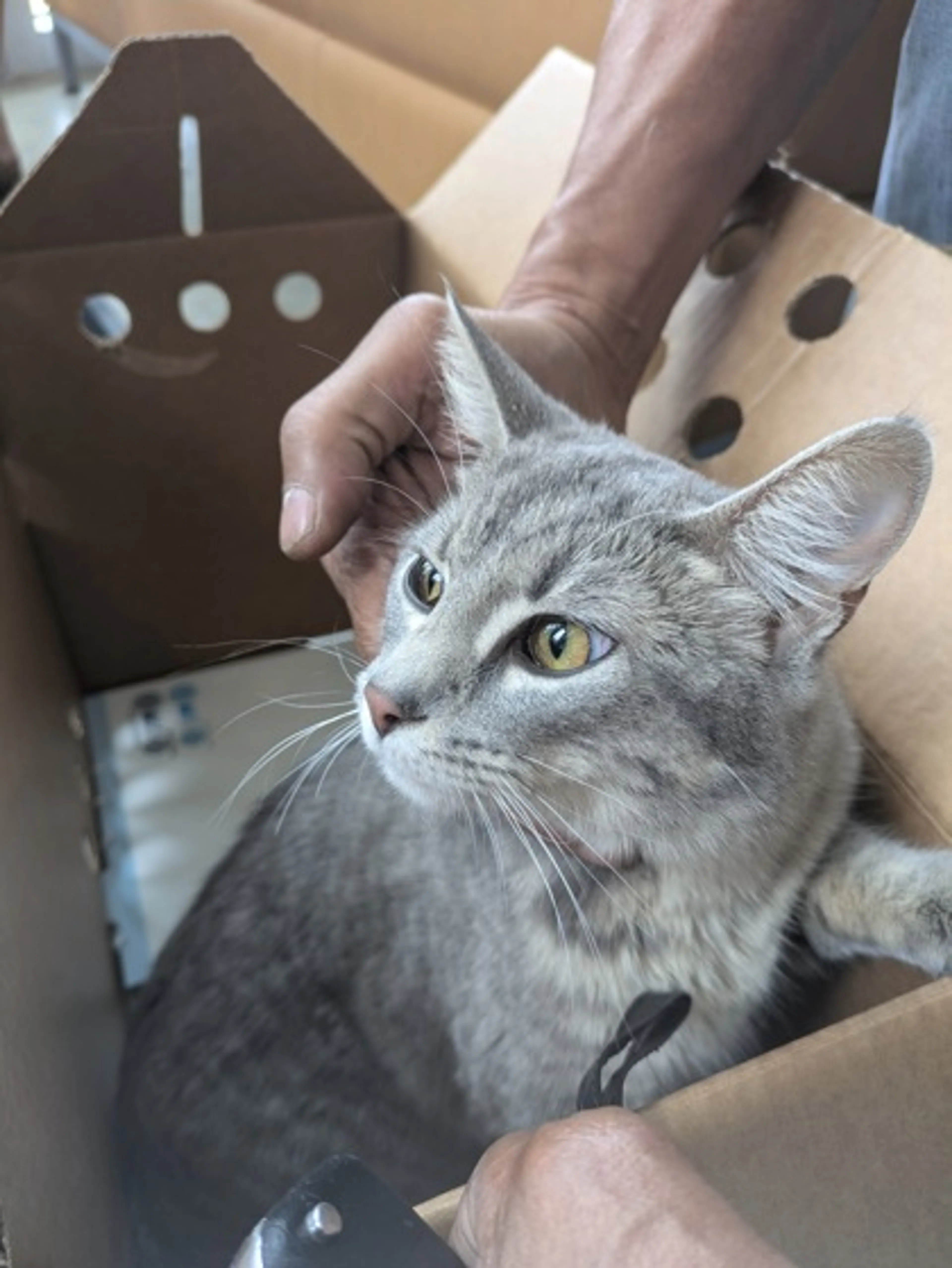 Found pet