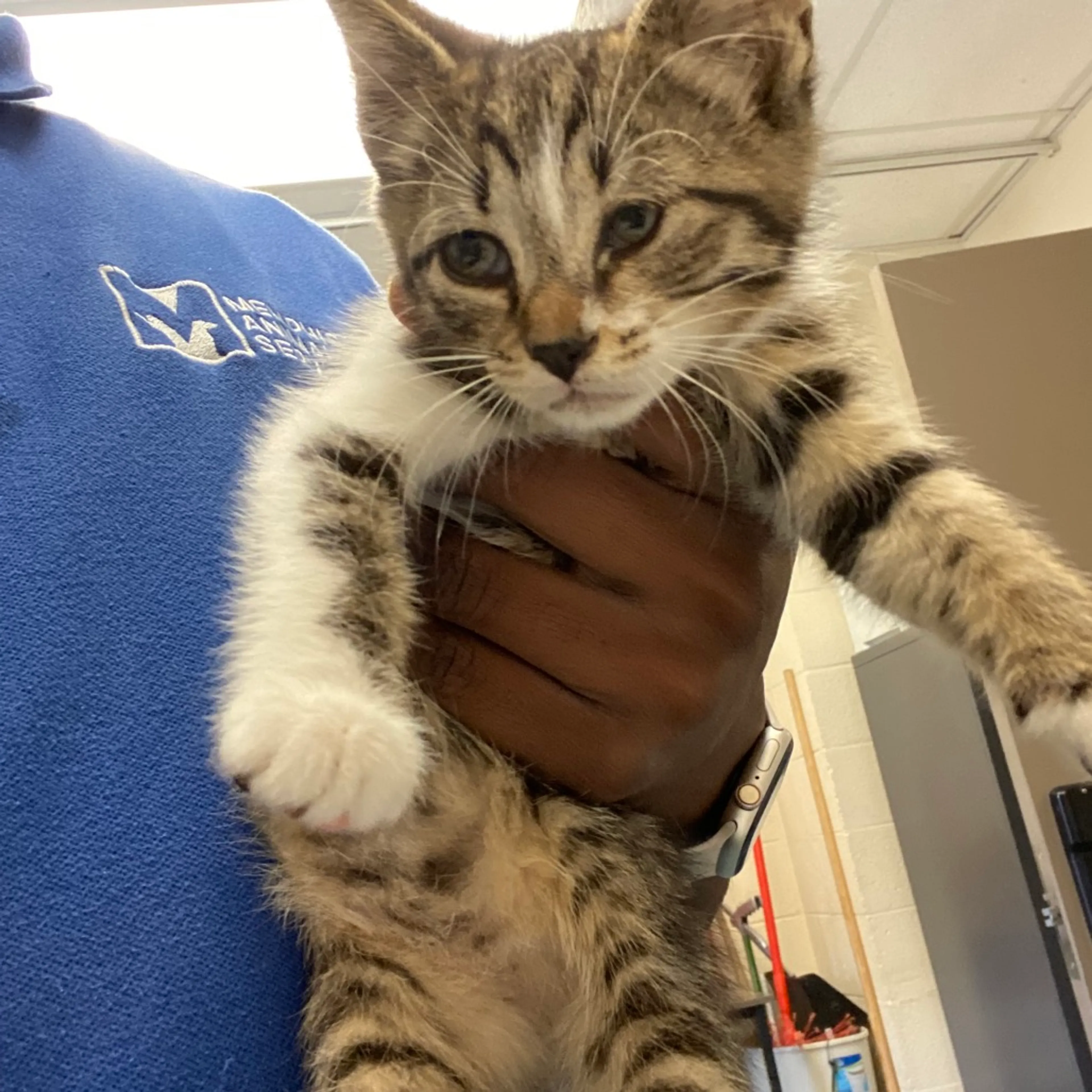 Found pet