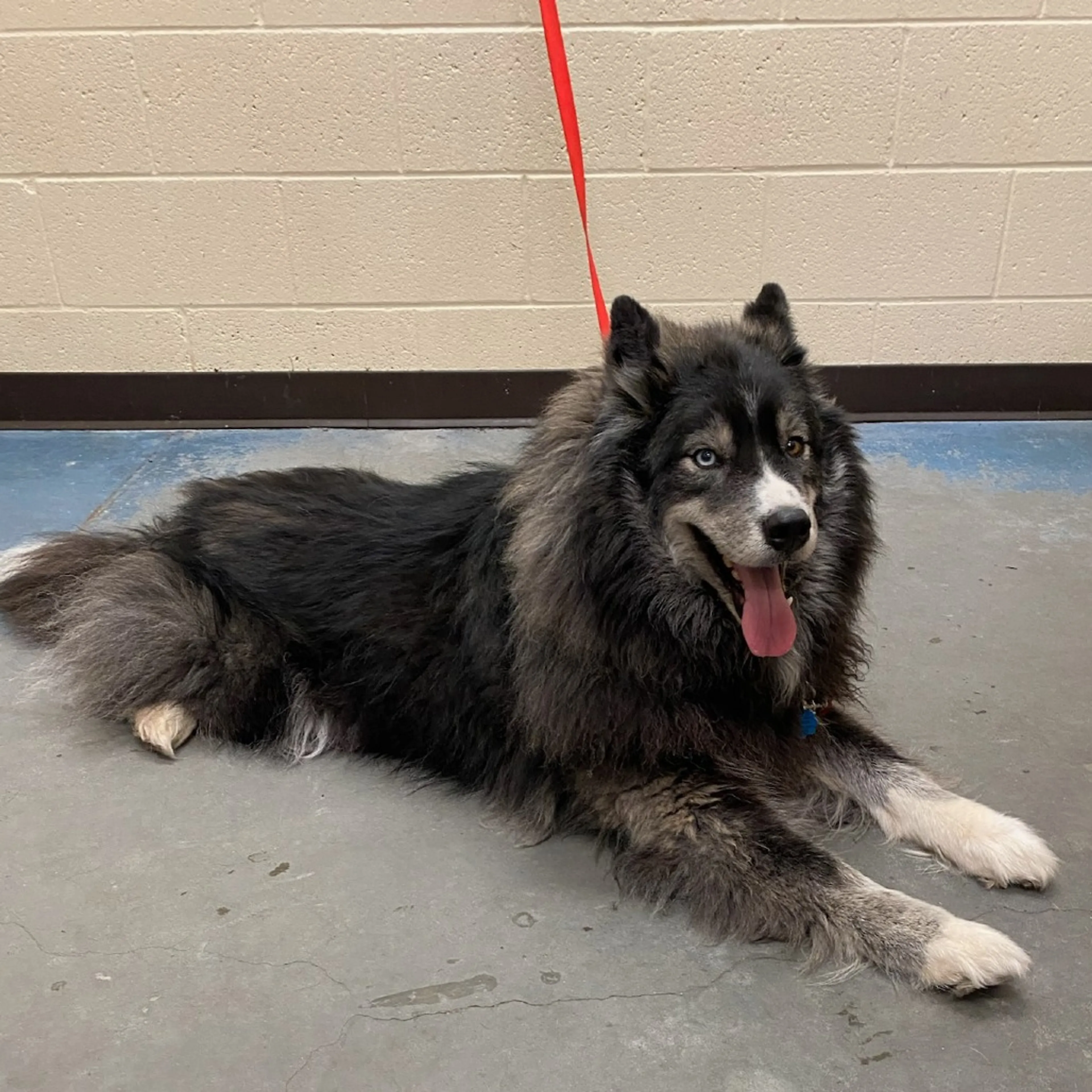 Found pet