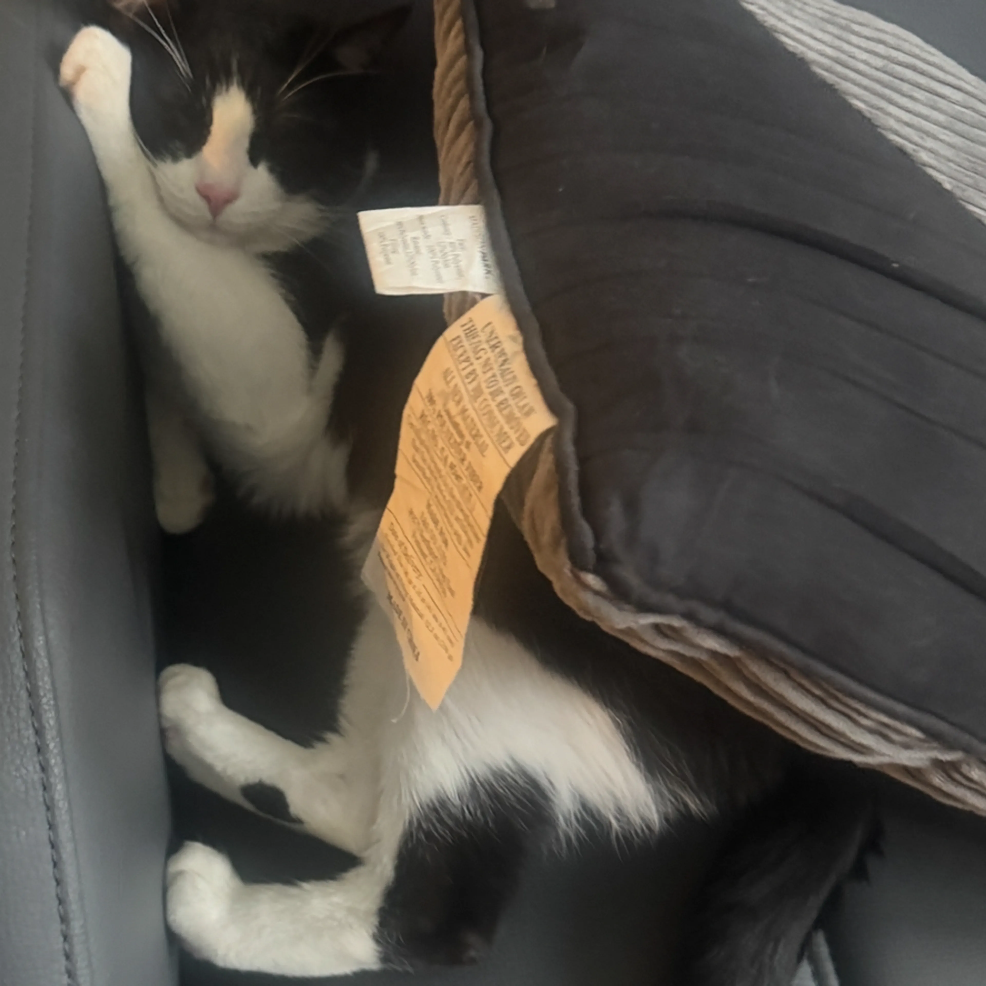 Lost pet-2