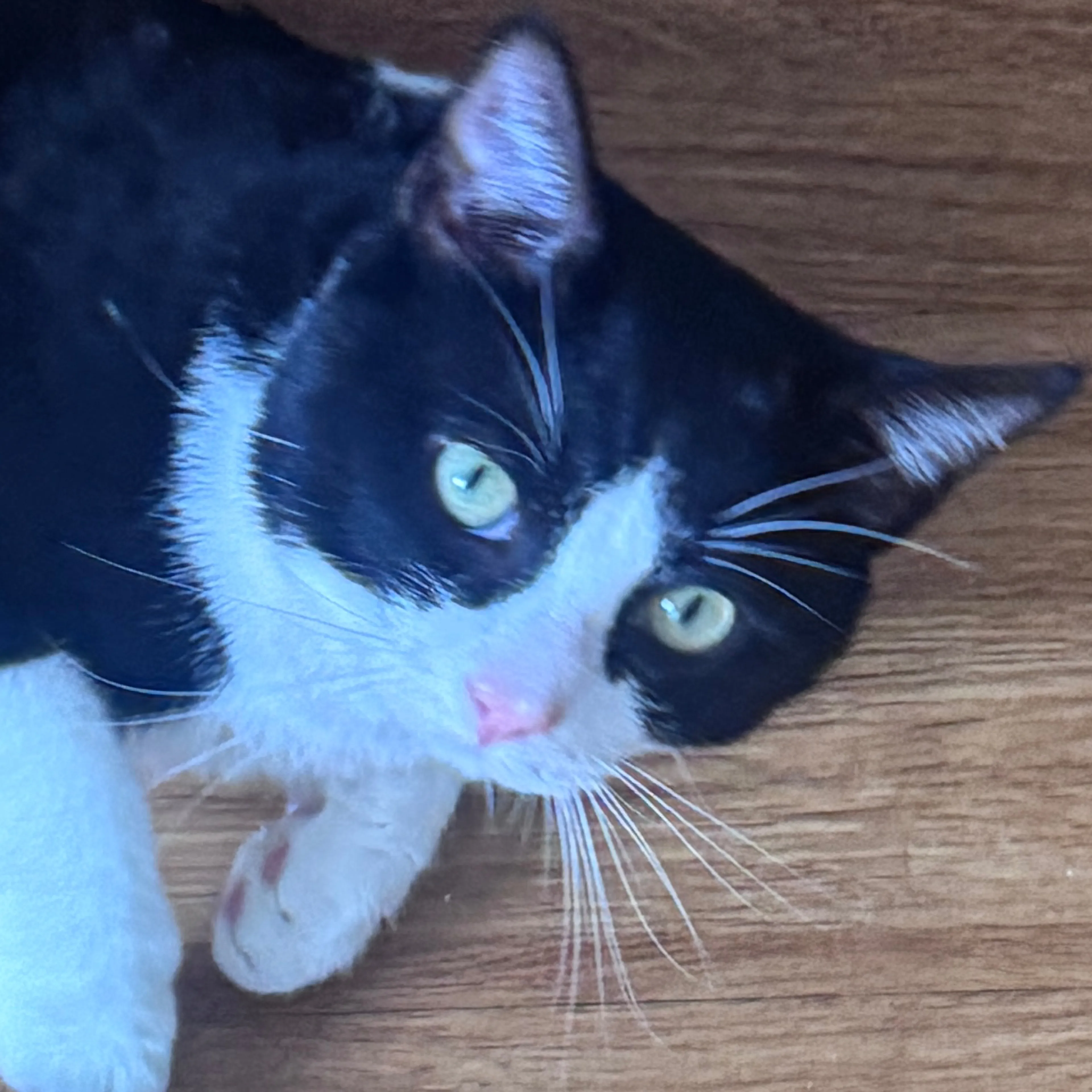 Lost pet-1