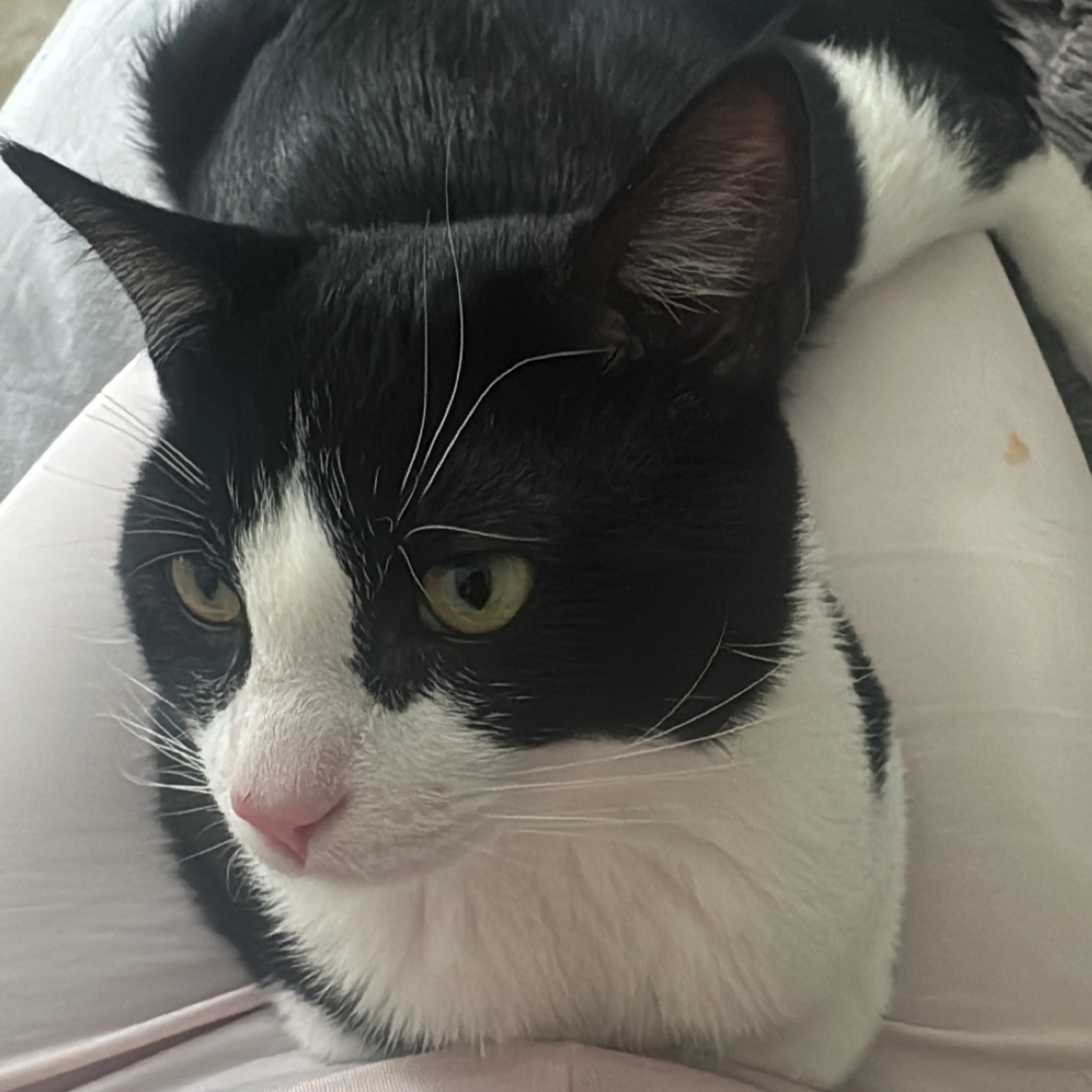 Lost pet-3