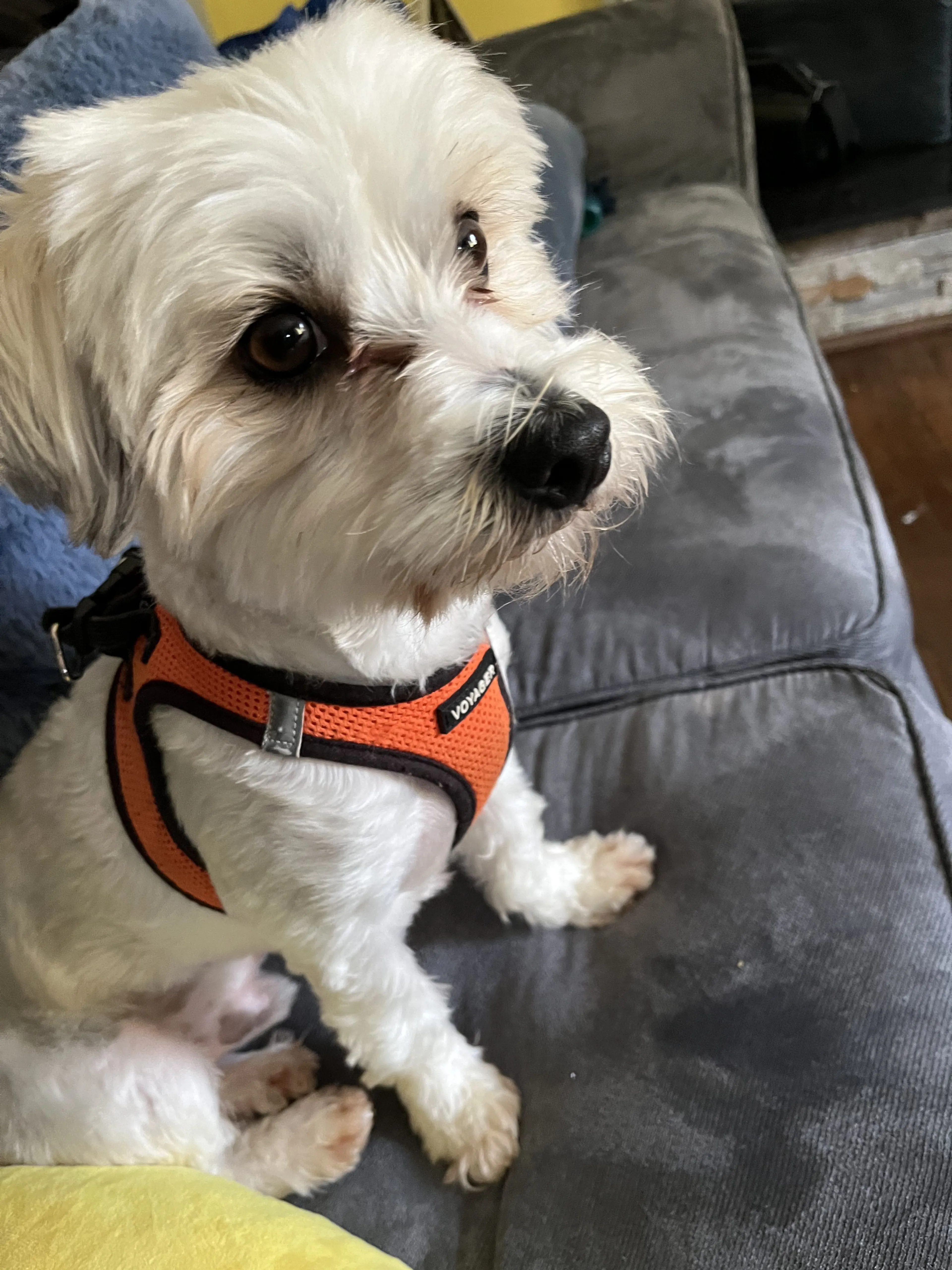 Lost pet-2