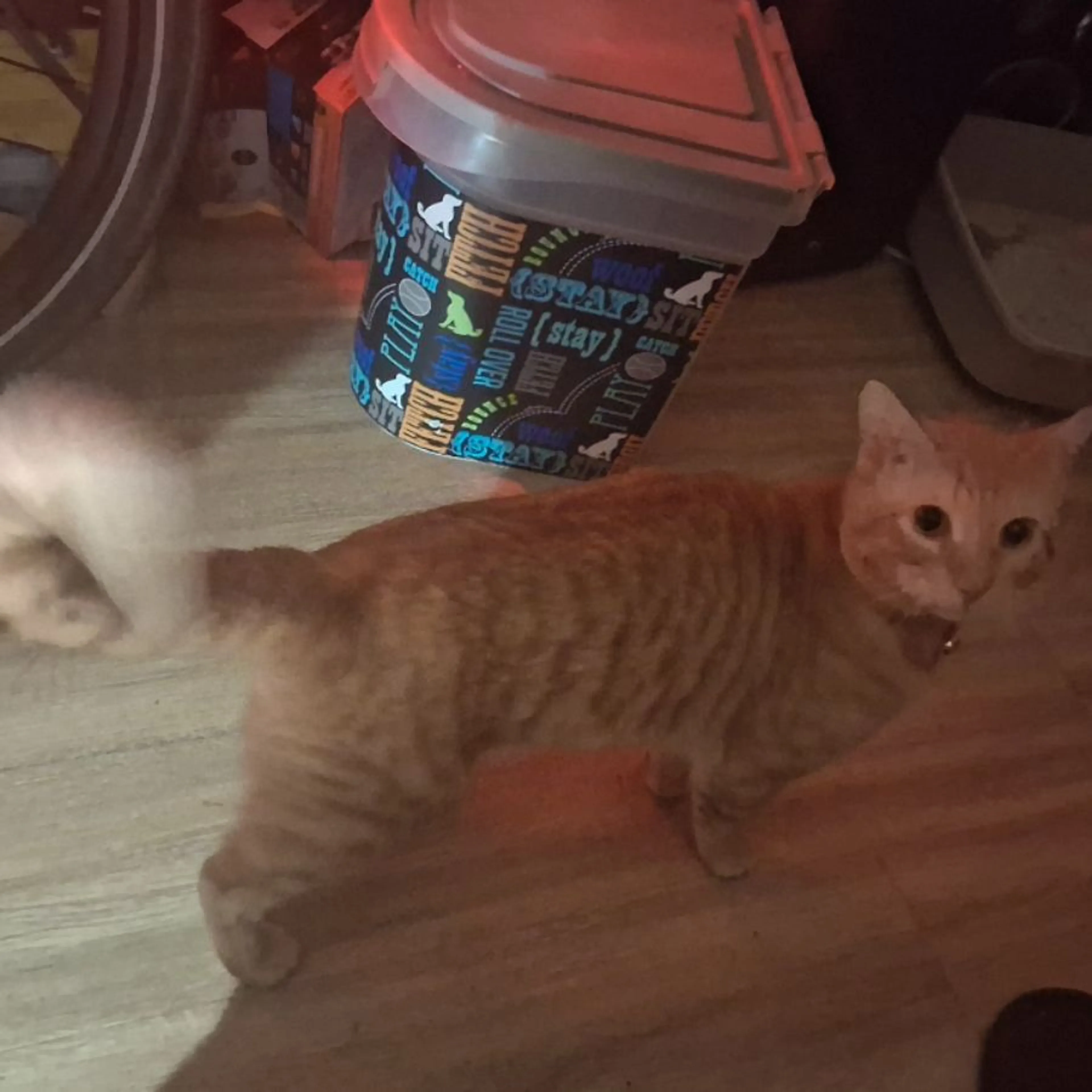 Lost pet