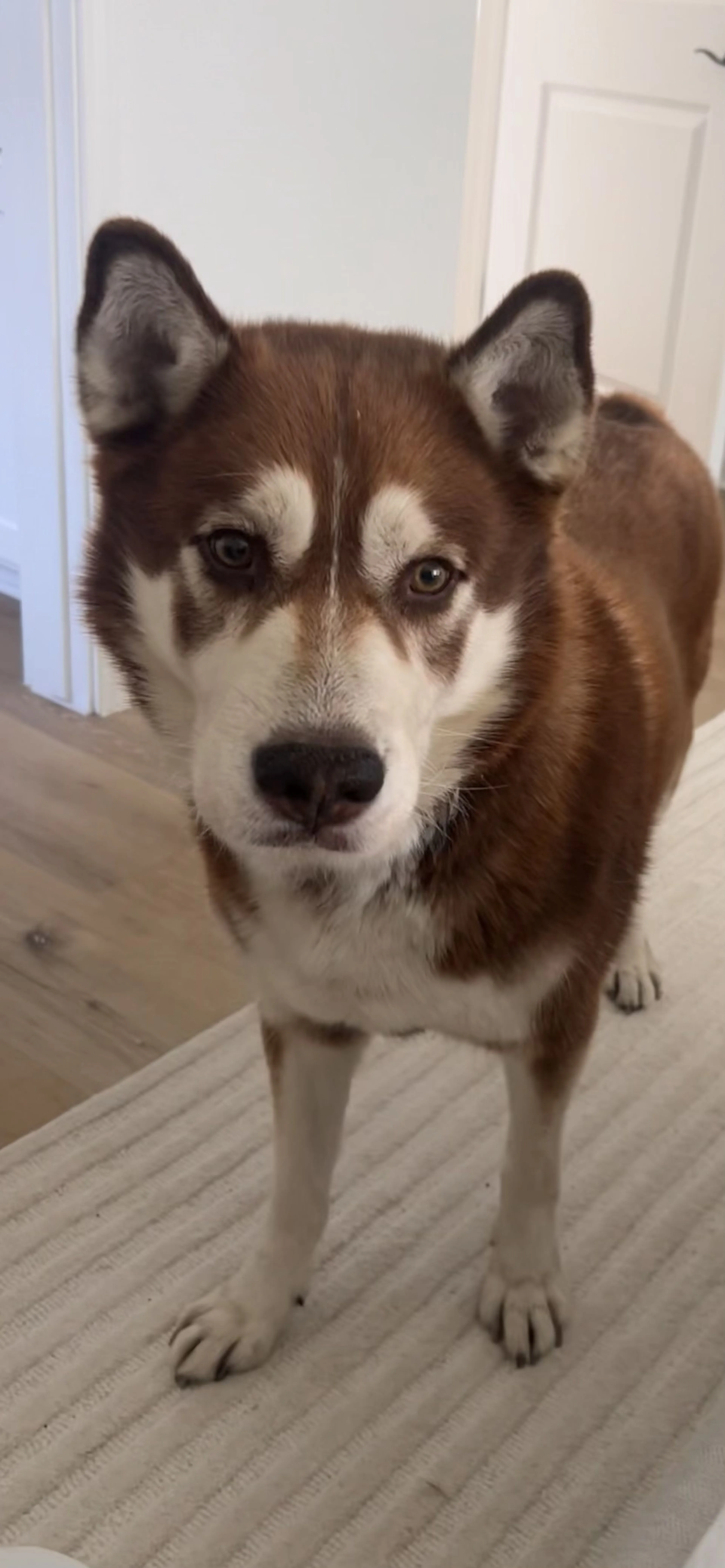 Lost pet