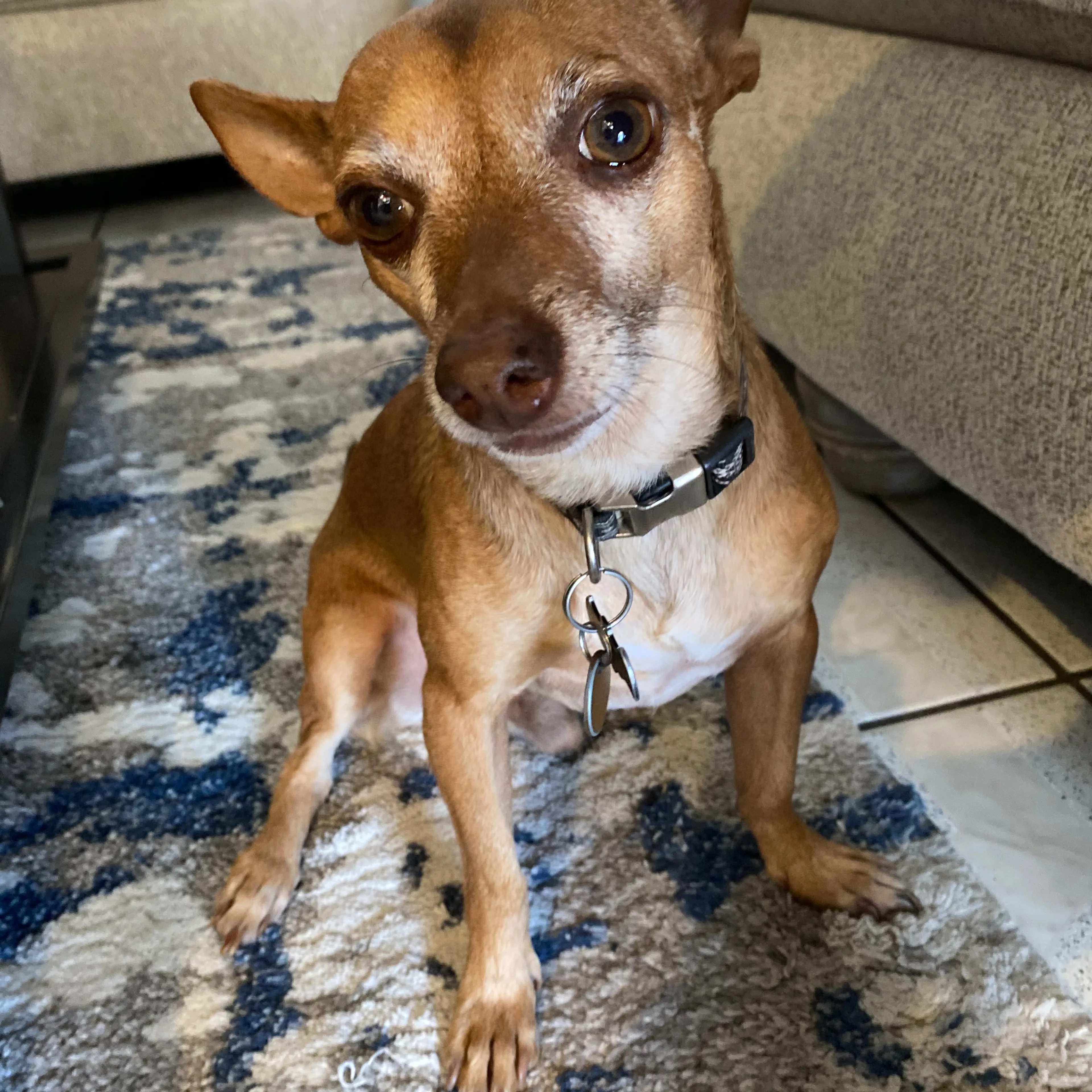 Lost pet-2