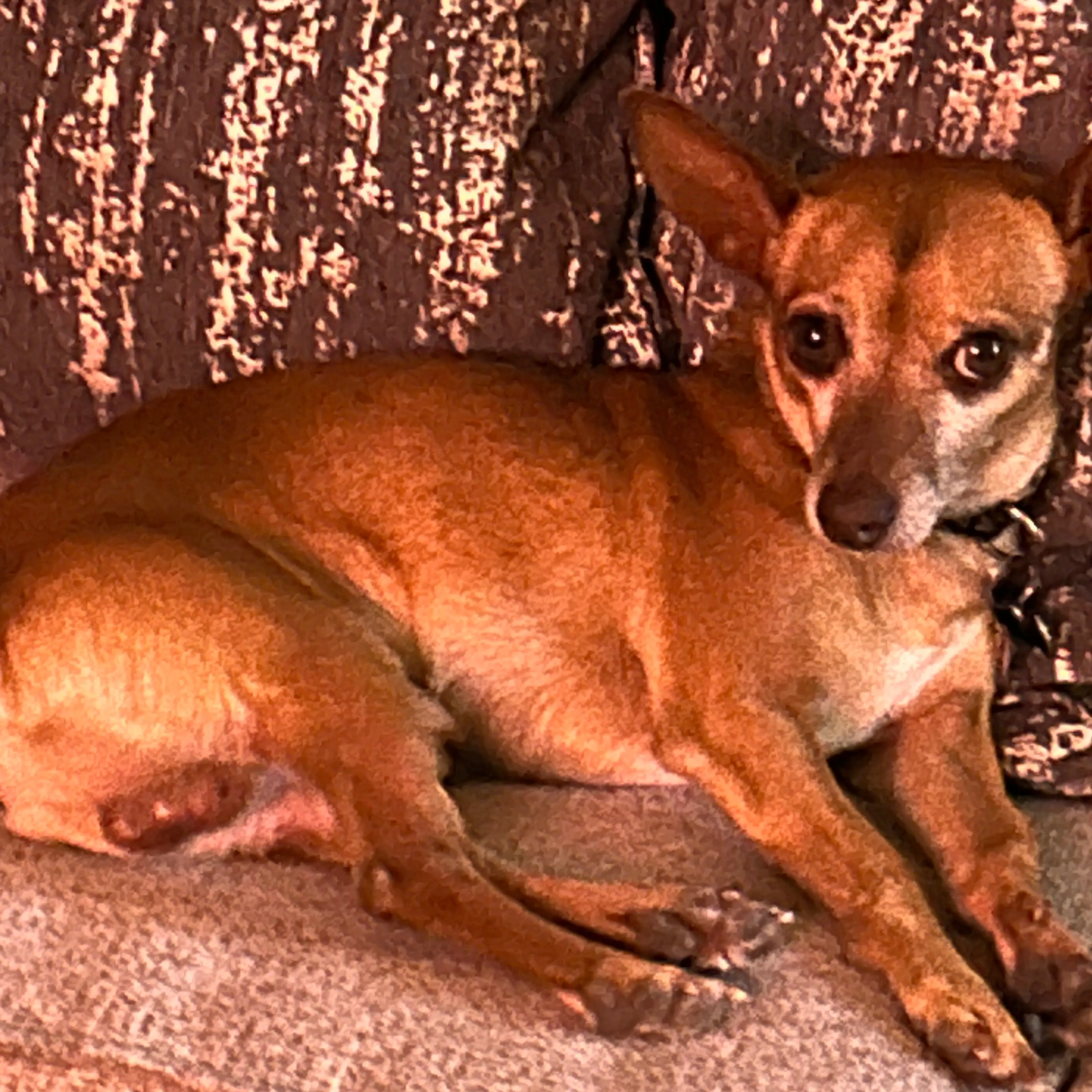 Lost pet-1