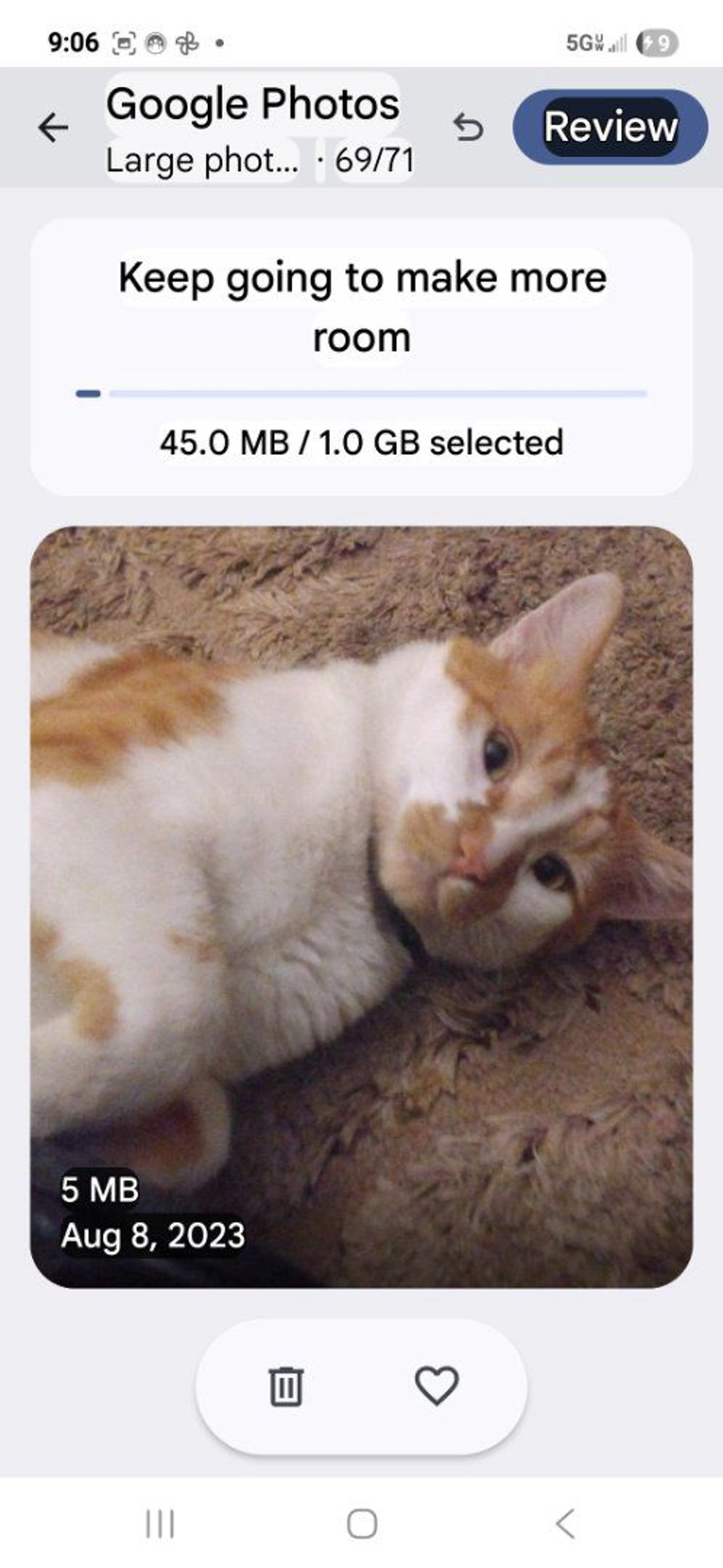 Lost pet-4