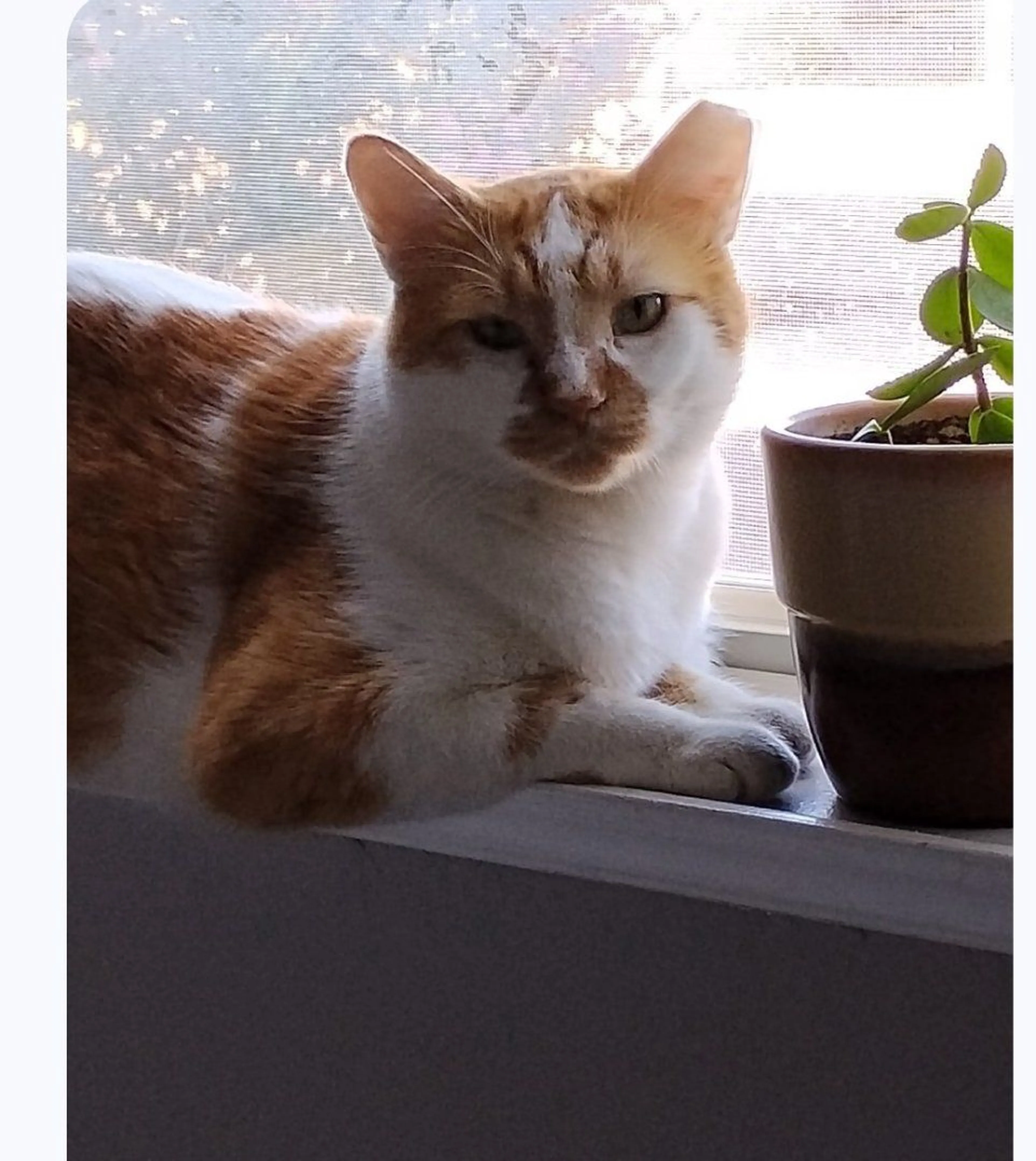 Lost pet-1