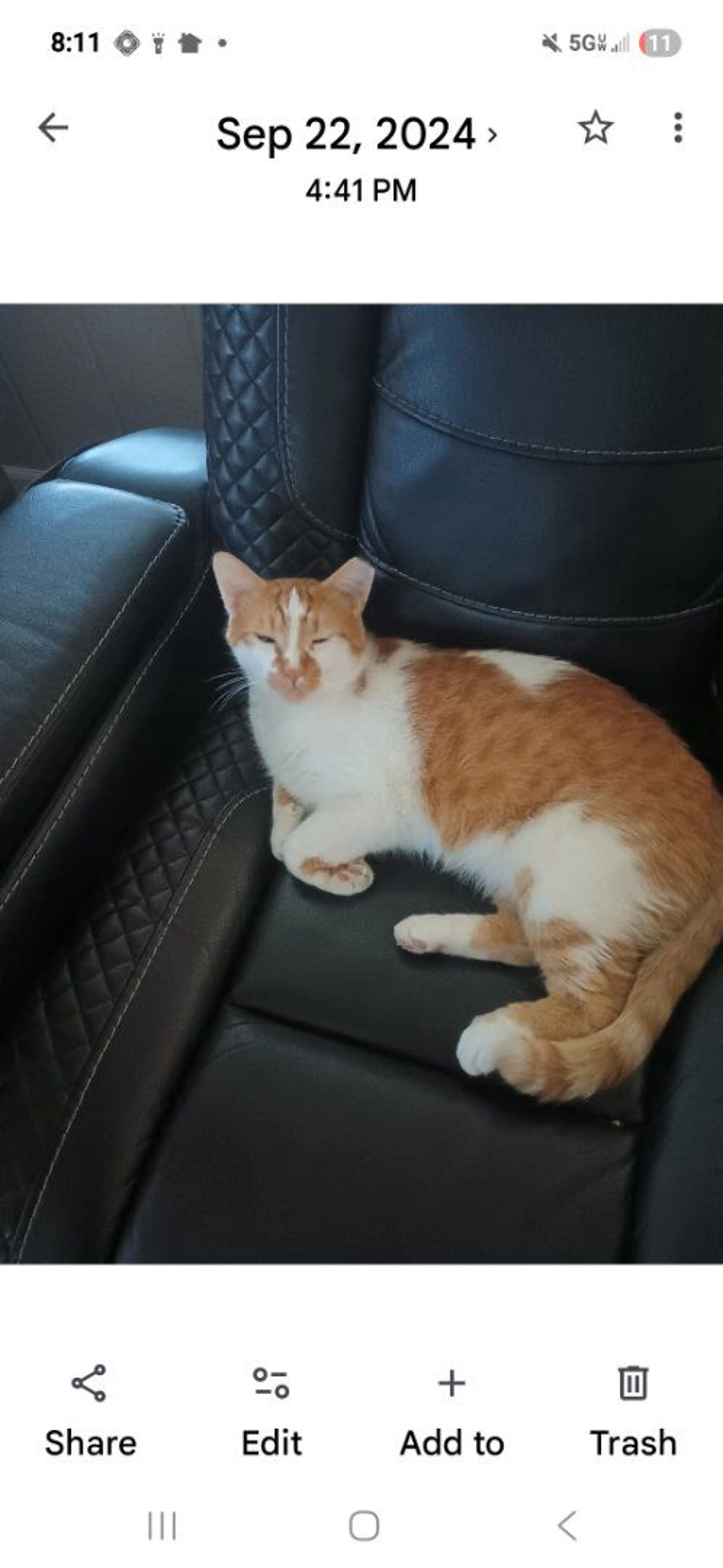 Lost pet-2