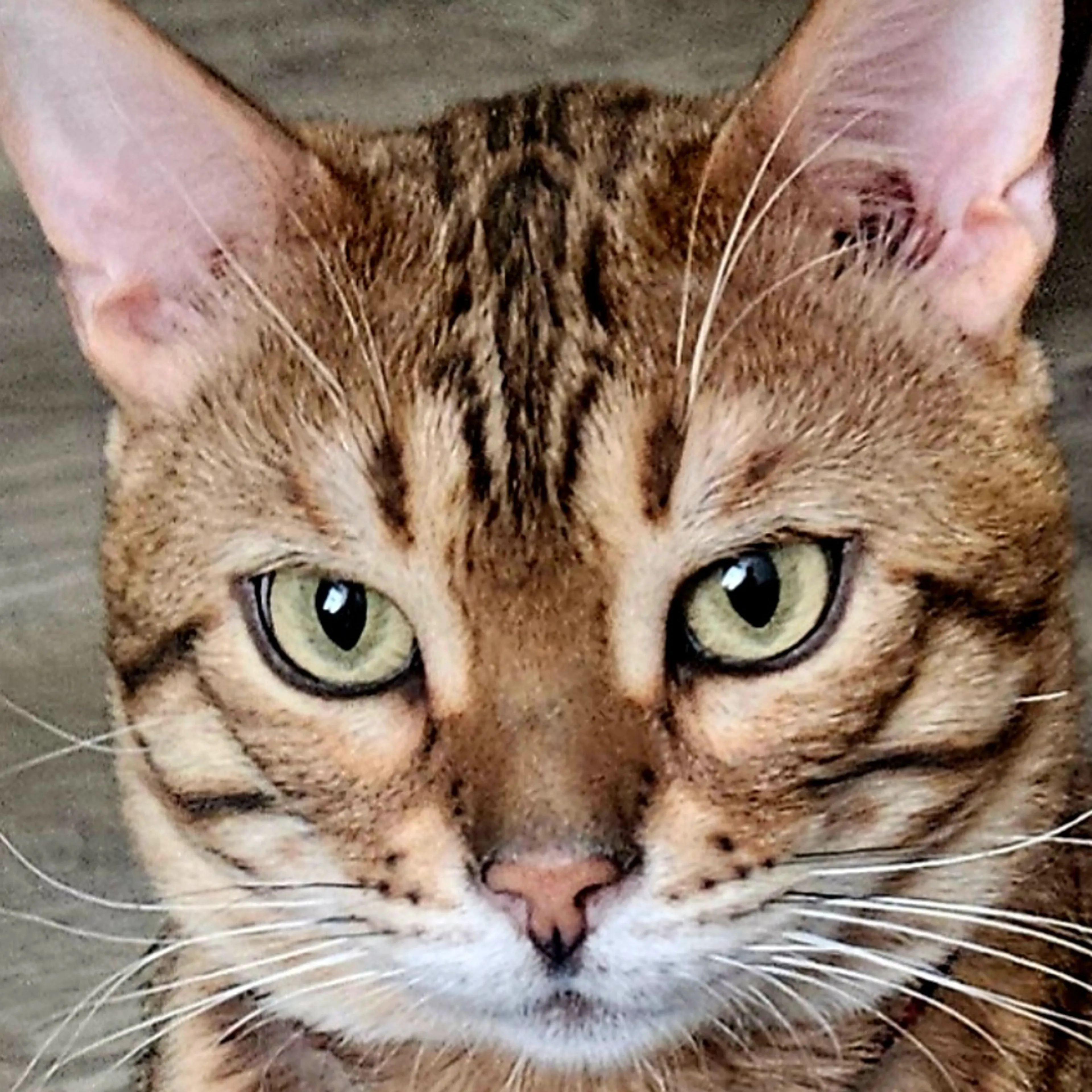Lost pet-2
