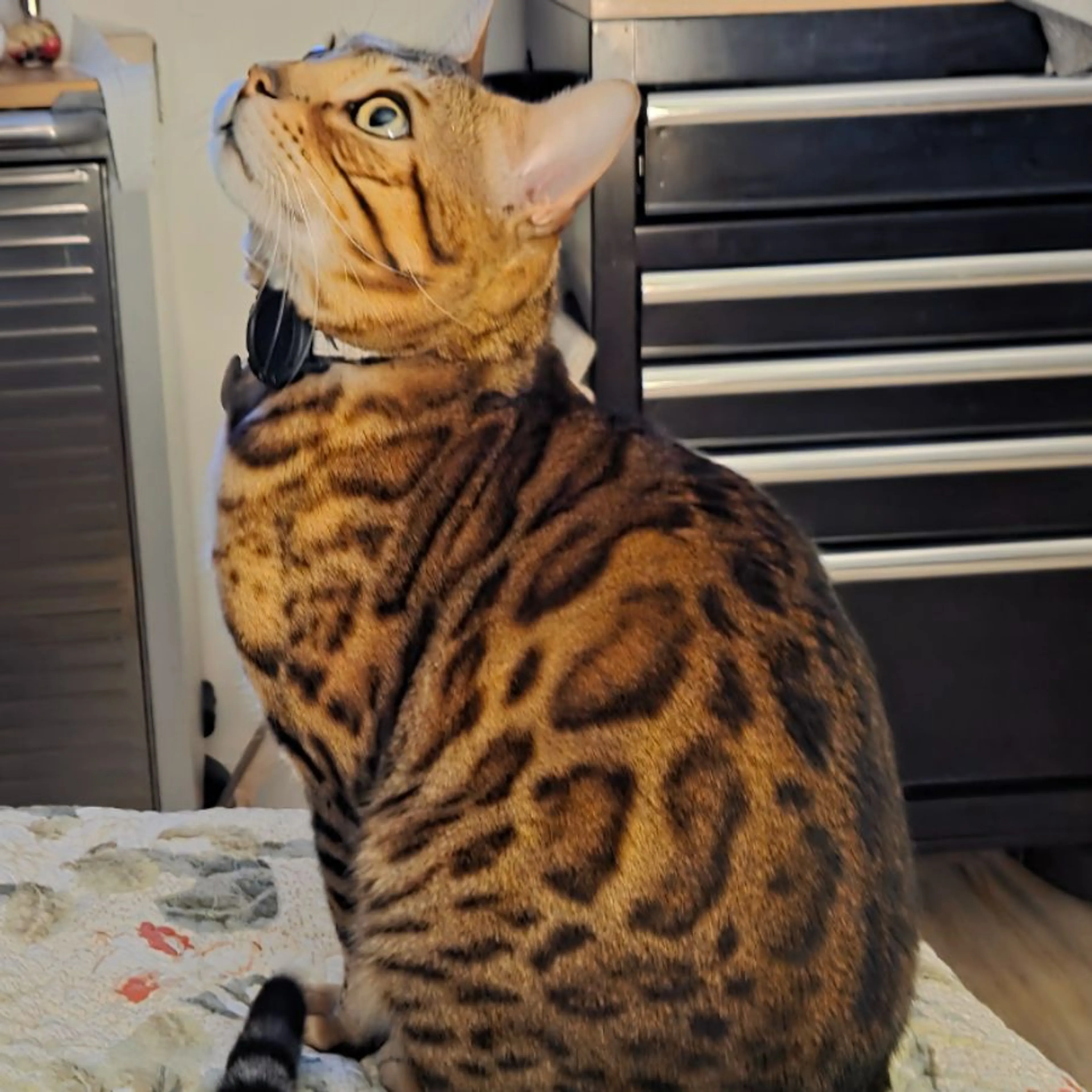 Lost pet-0