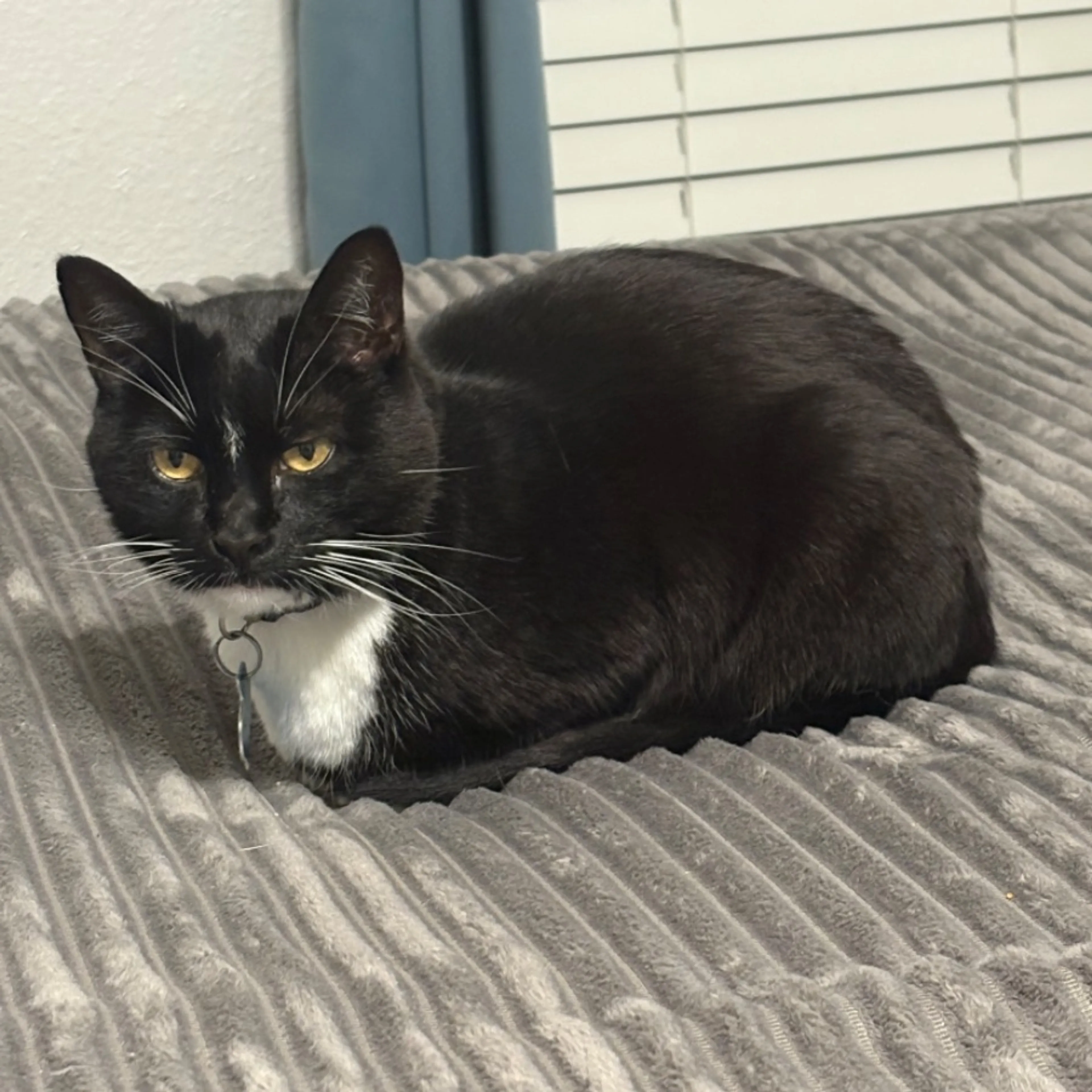 Lost pet