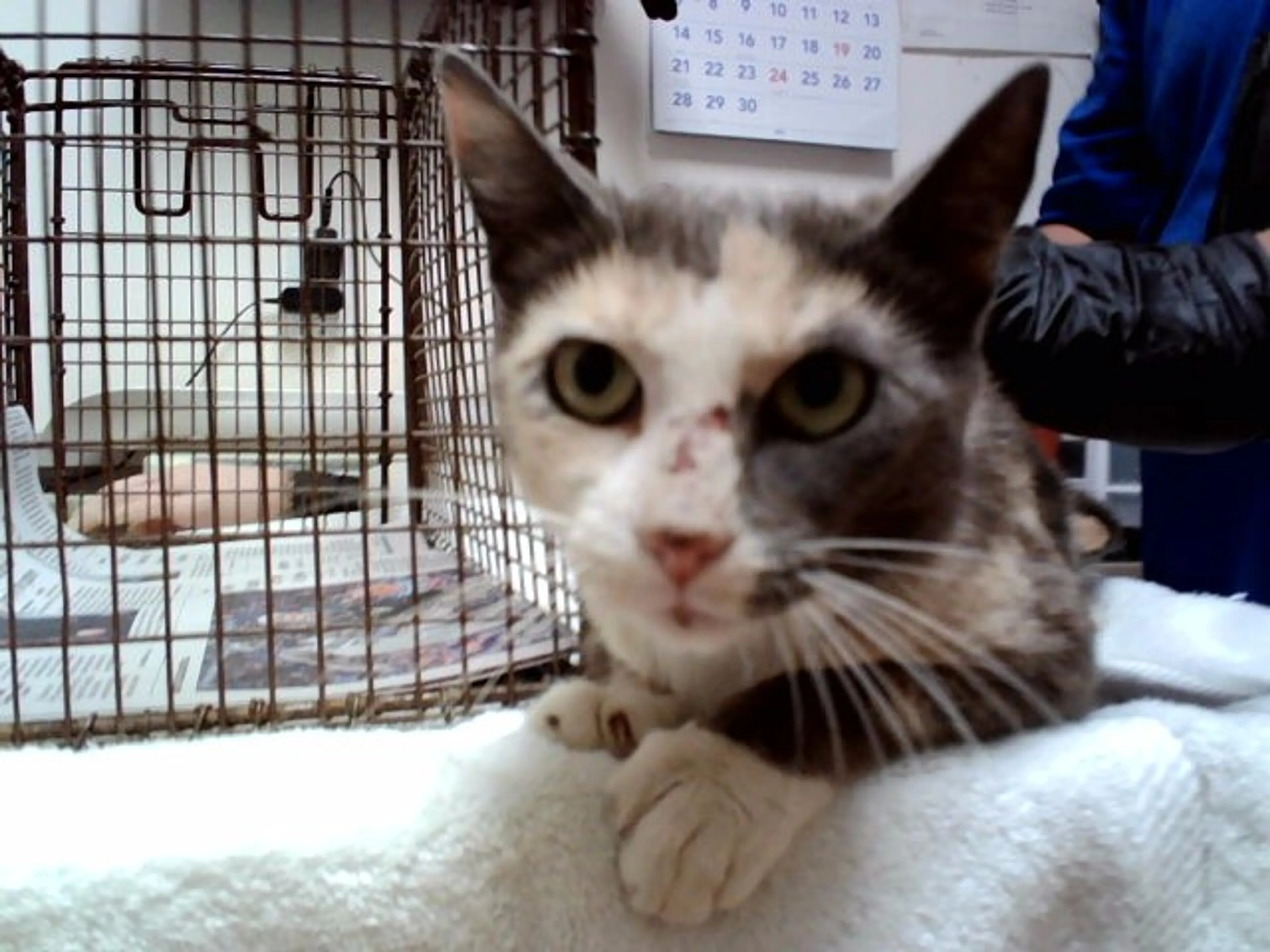 Found pet