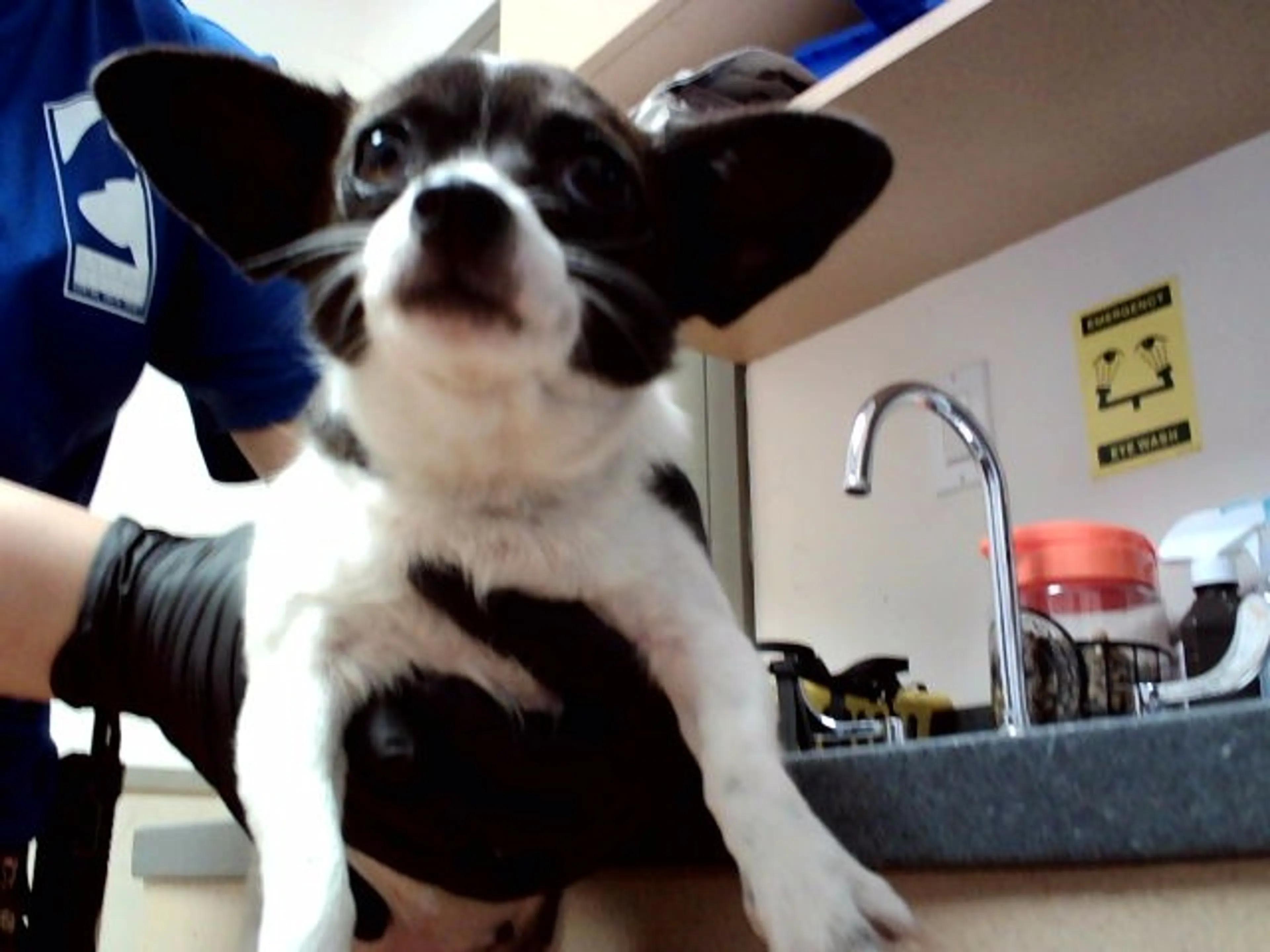 Found pet