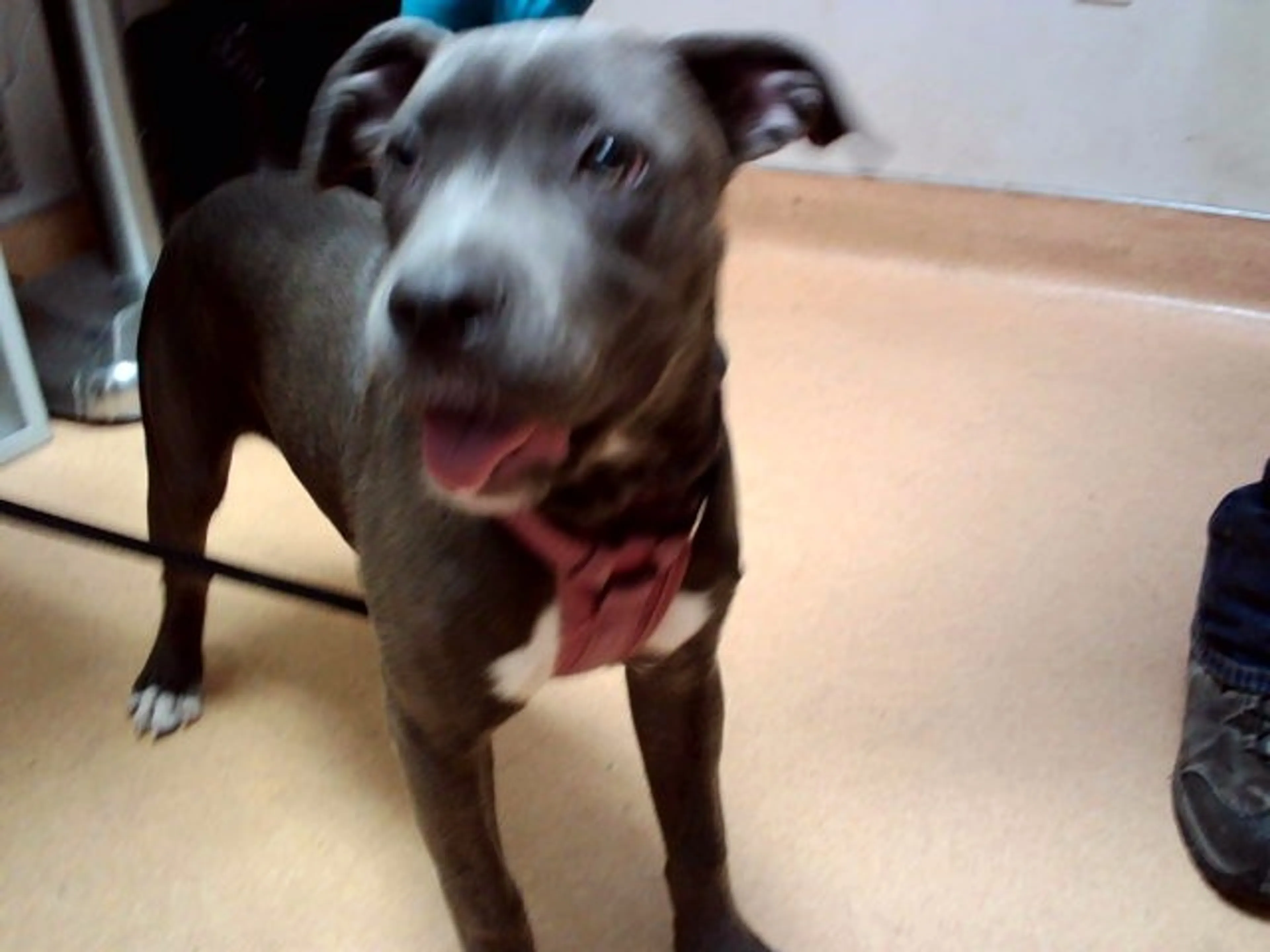 Found pet