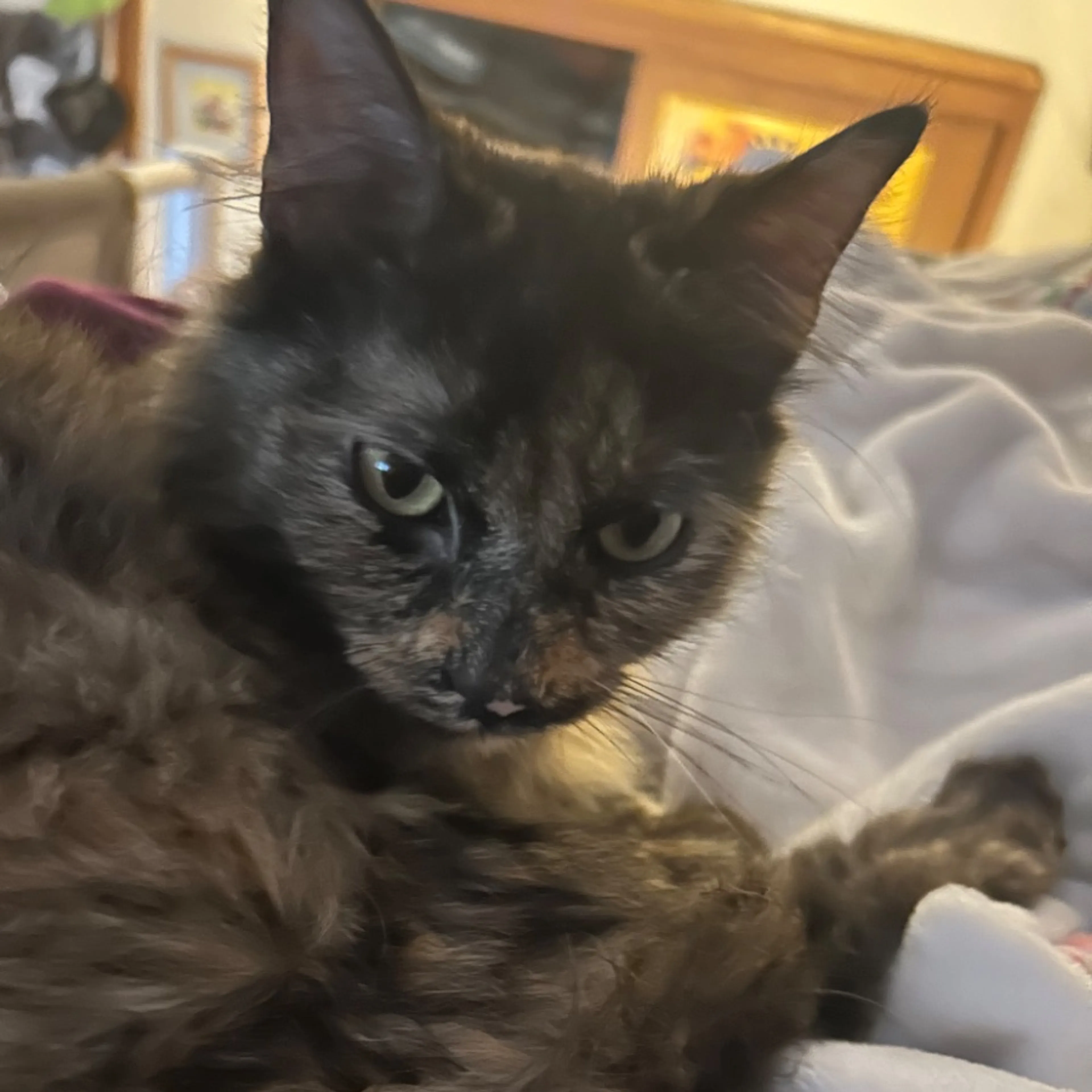 Lost pet